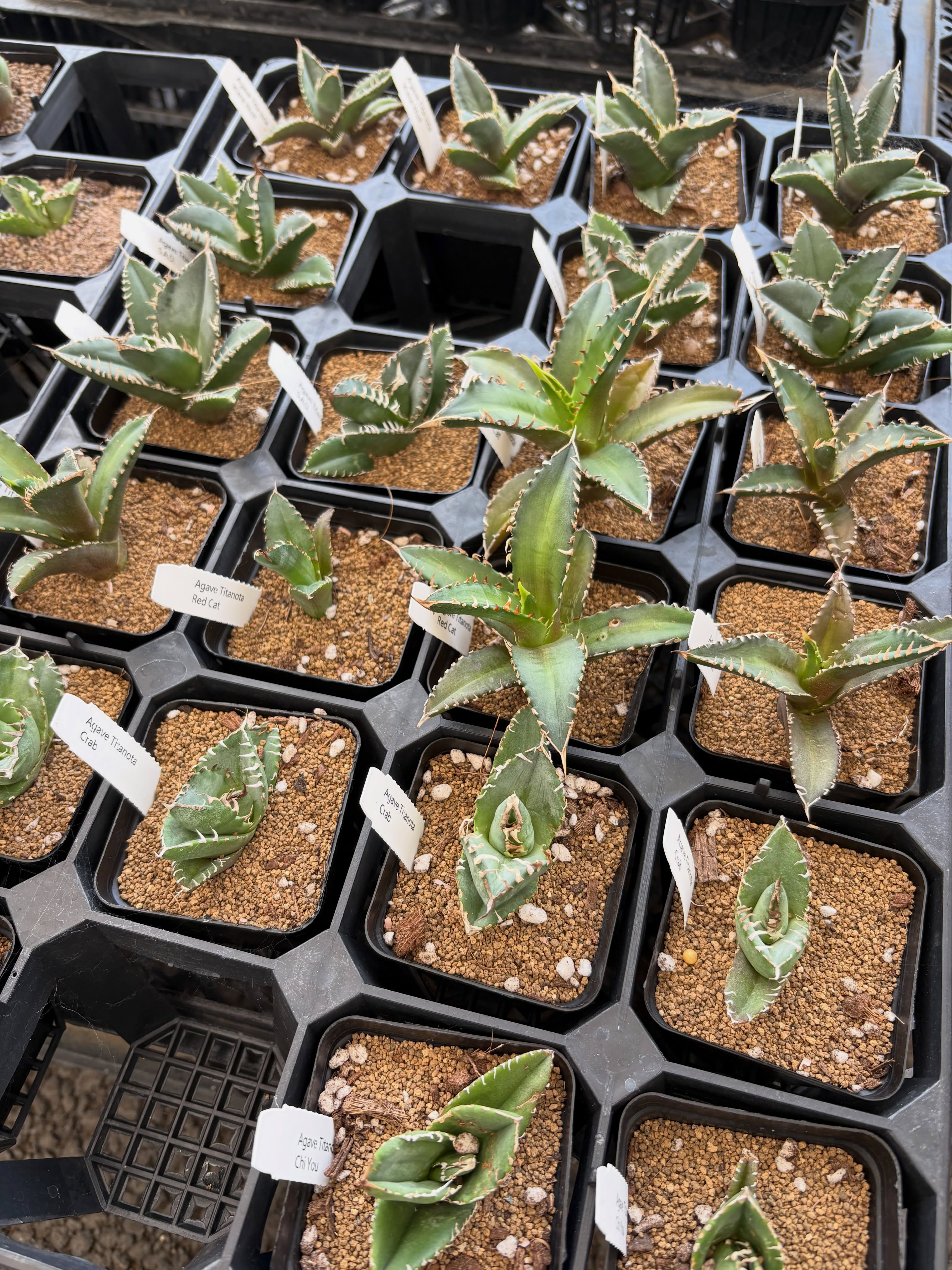 アガベやサボテン、レアな多肉植物が色々入荷しました!