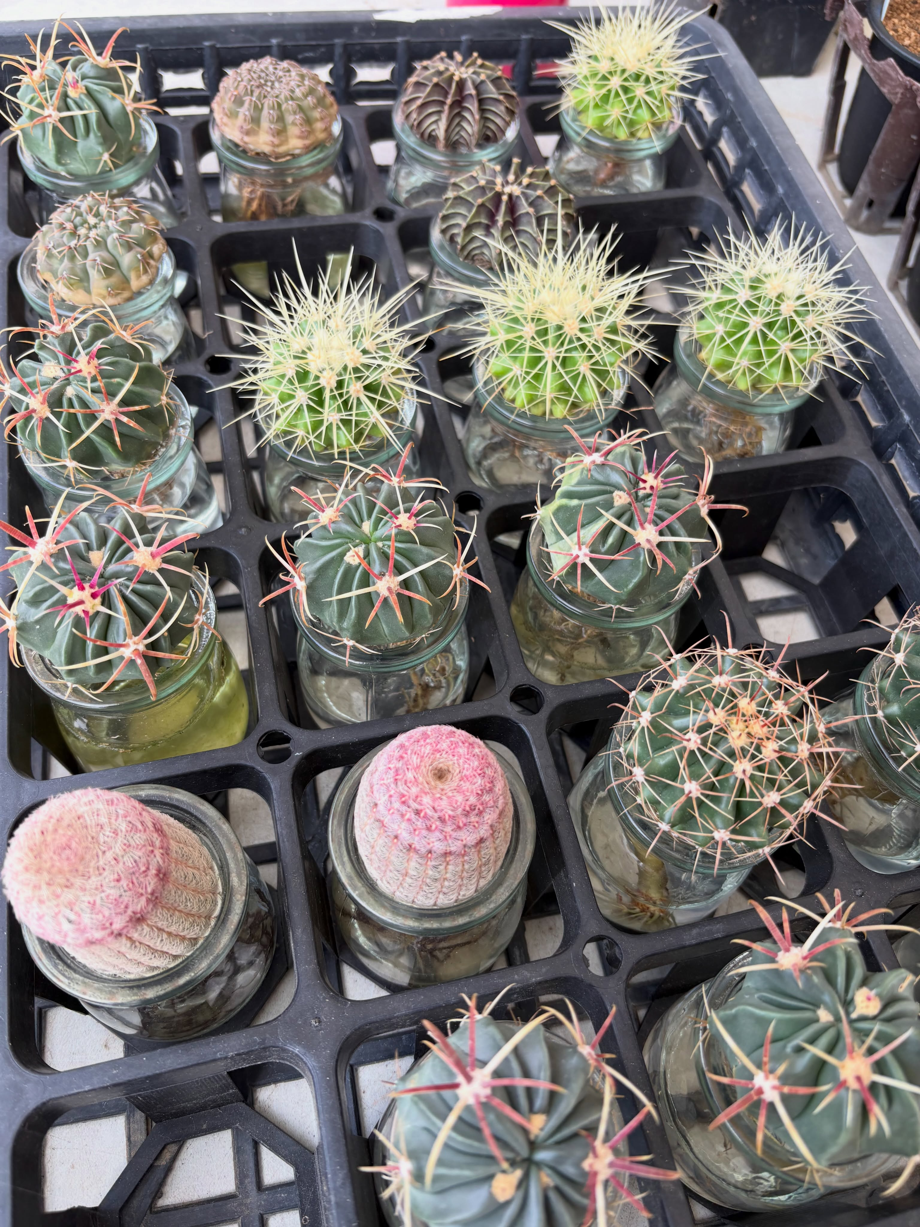 アガベやサボテン、レアな多肉植物が色々入荷しました!