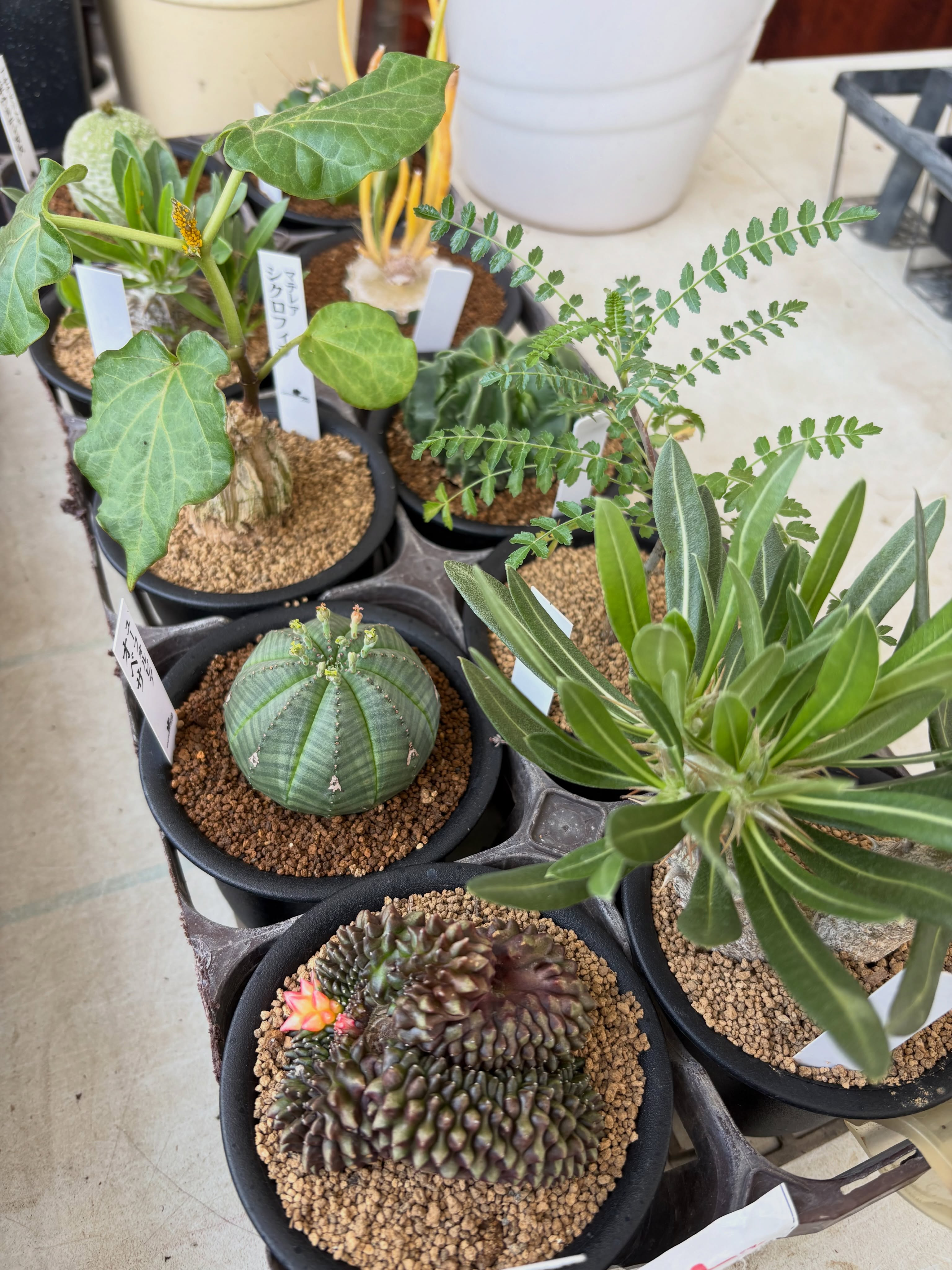 アガベやサボテン、レアな多肉植物が色々入荷しました!