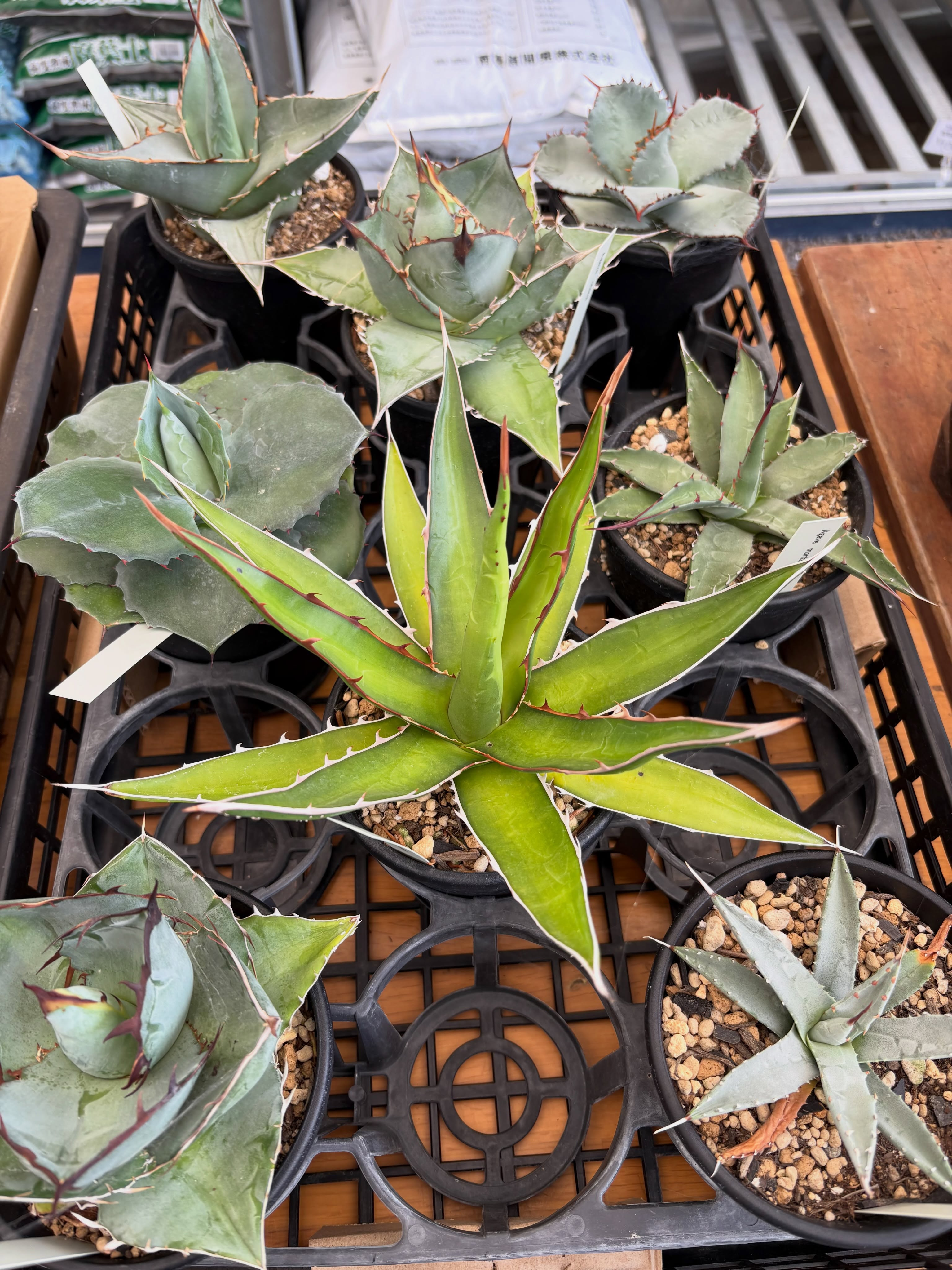 アガベやサボテン、レアな多肉植物が色々入荷しました!