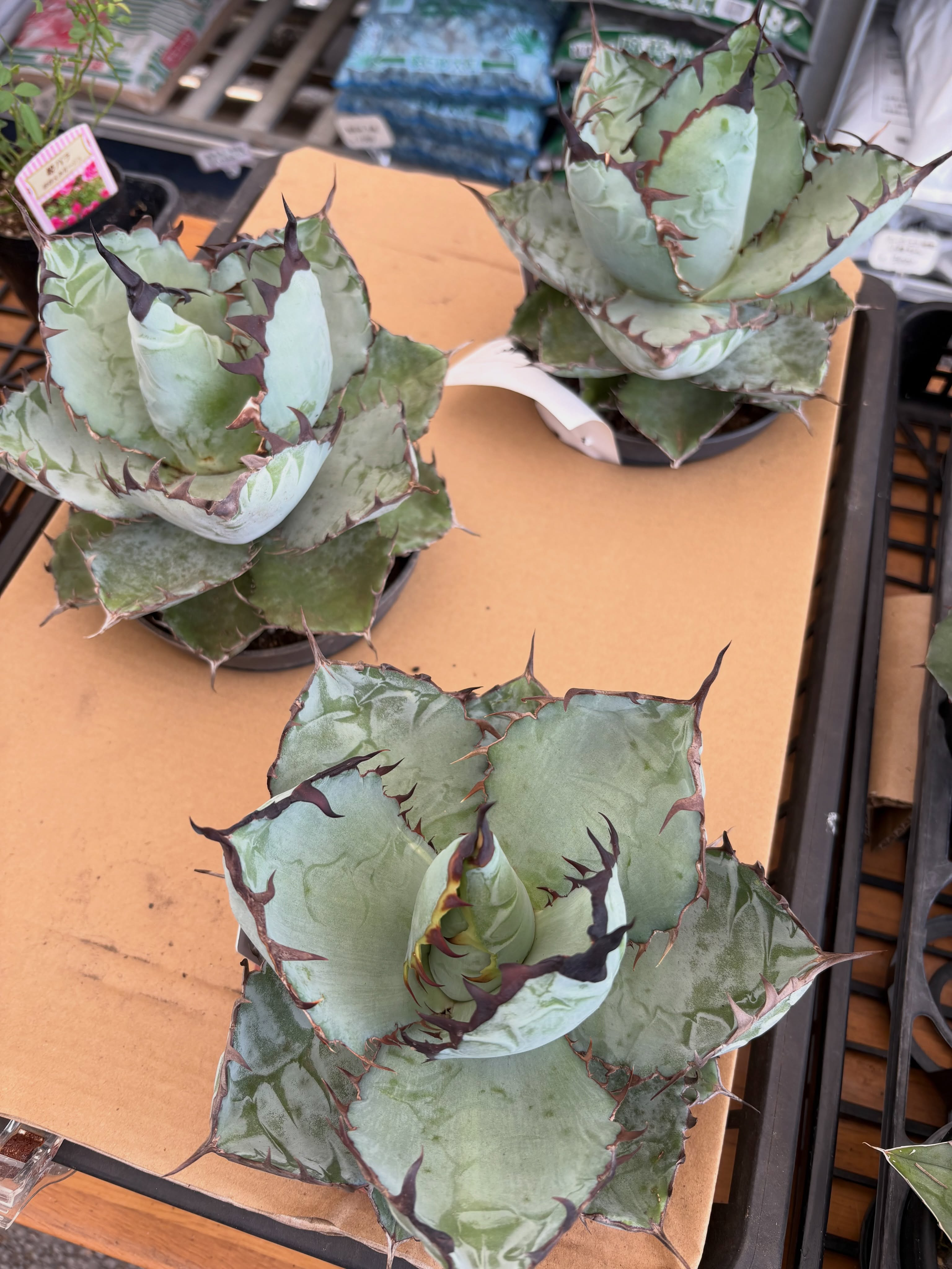 アガベやサボテン、レアな多肉植物が色々入荷しました!