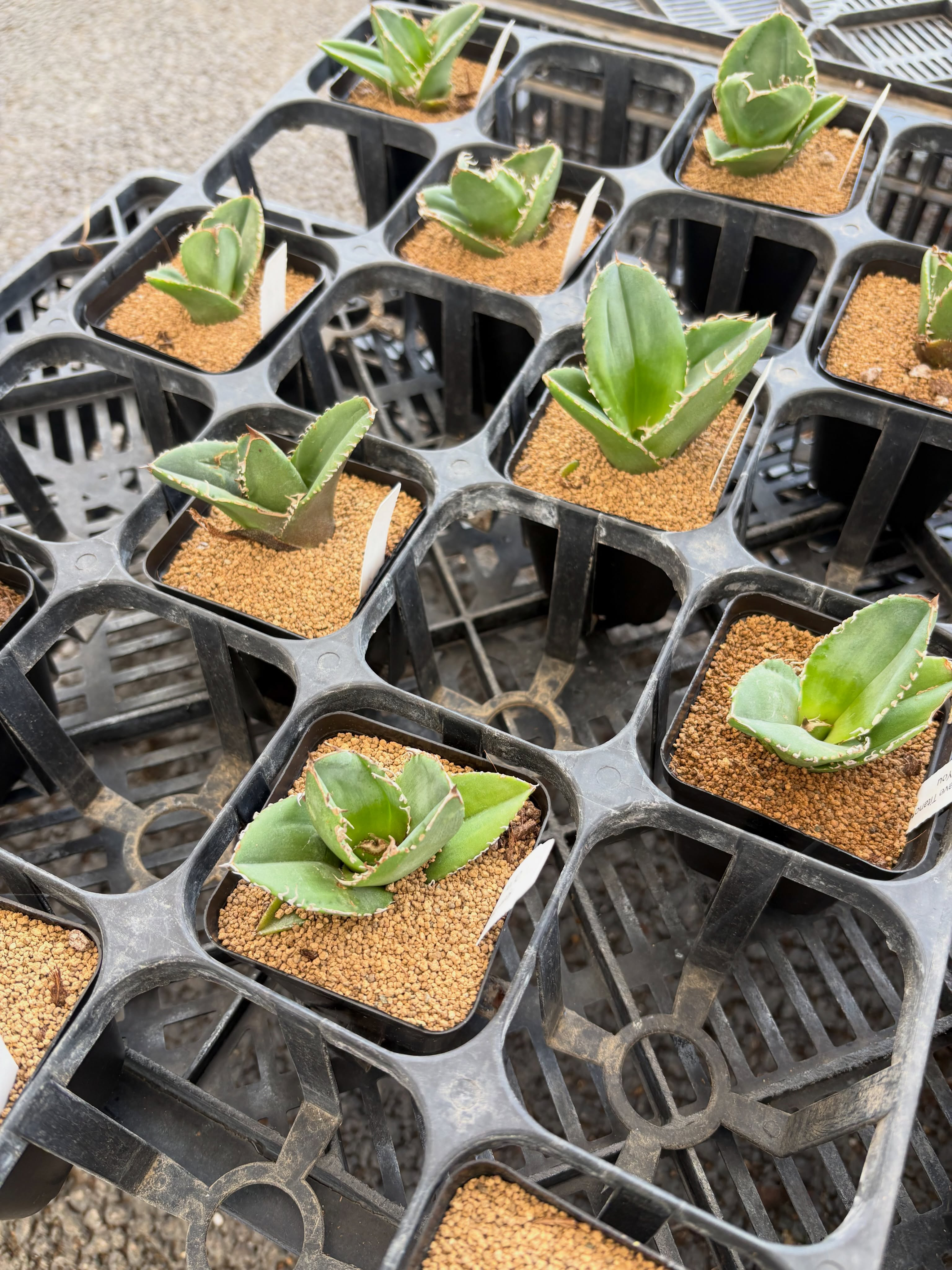 アガベやサボテン、レアな多肉植物が色々入荷しました!