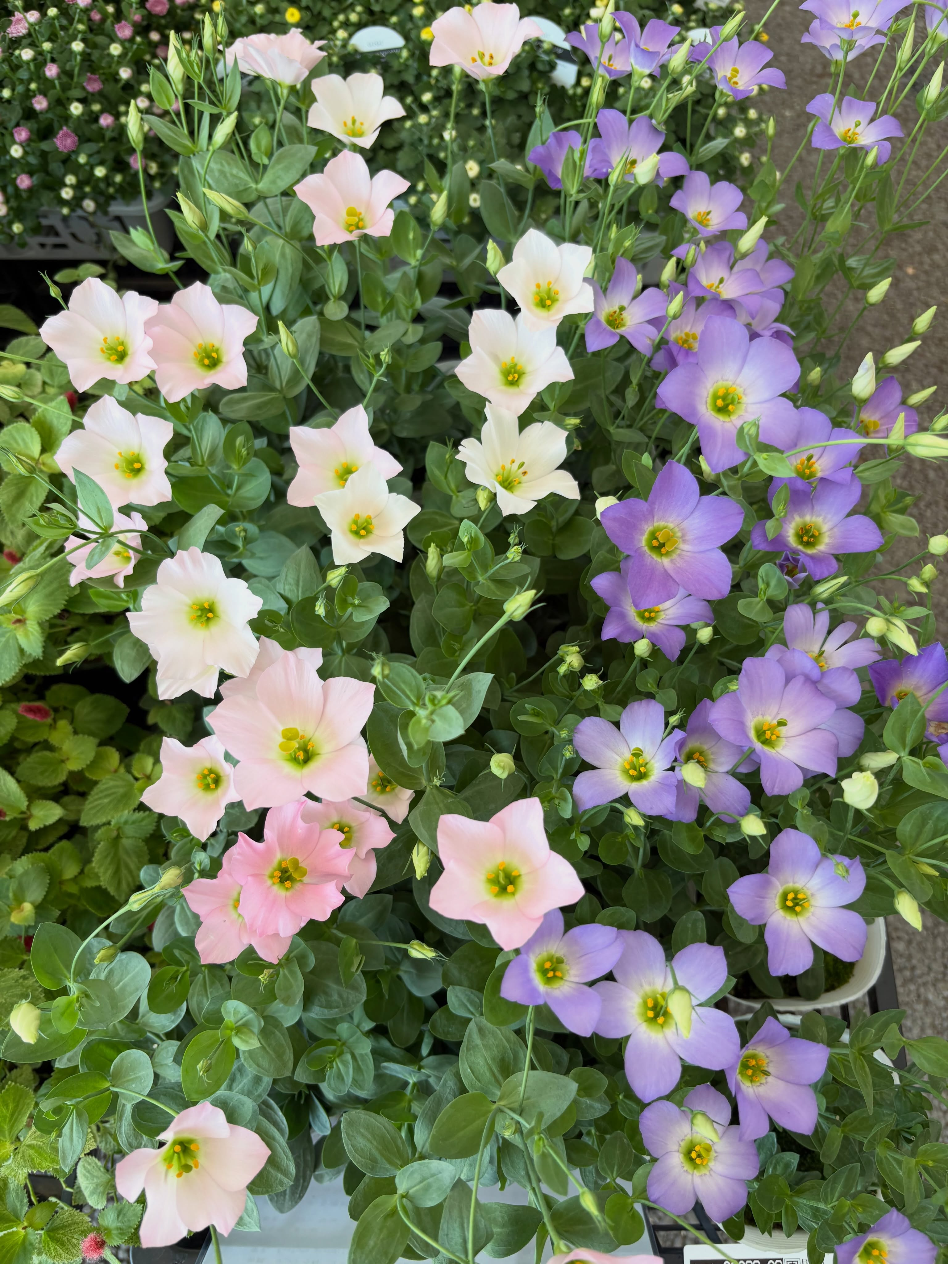 新入荷のお花・野菜苗のご紹介です🌱✨