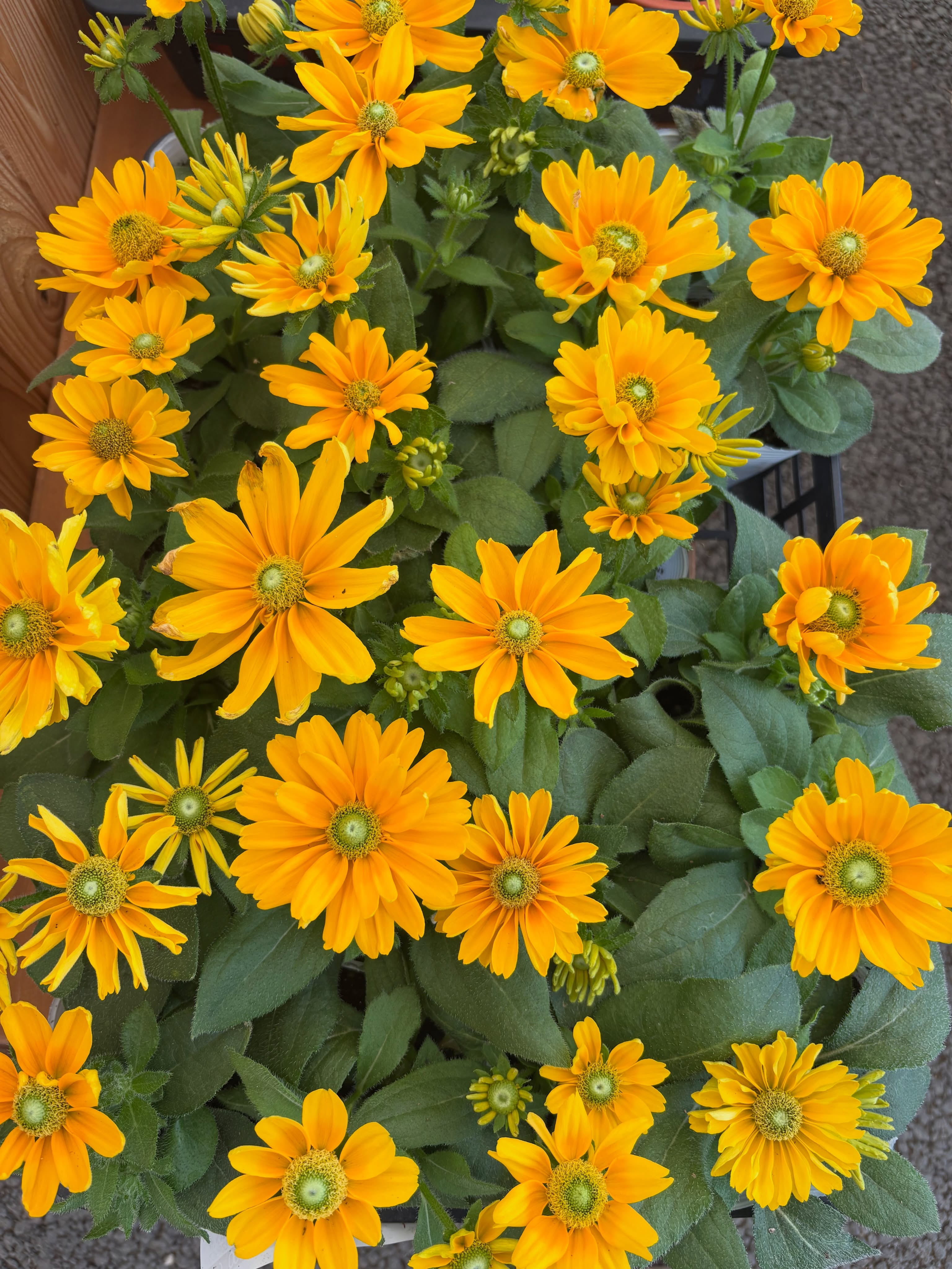 新入荷のお花・野菜苗のご紹介です🌱✨