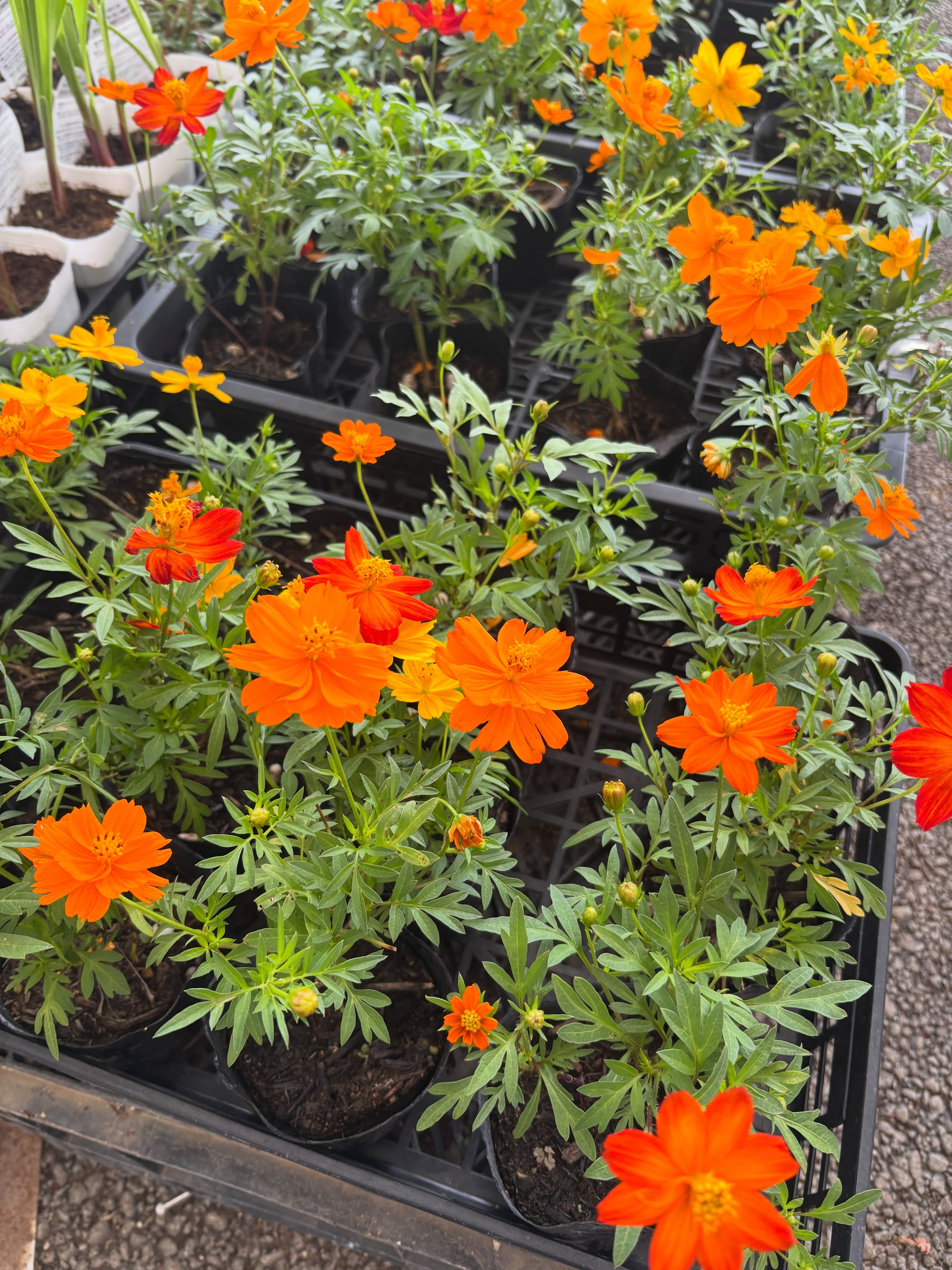 新入荷のお花・野菜苗のご紹介です🌱✨