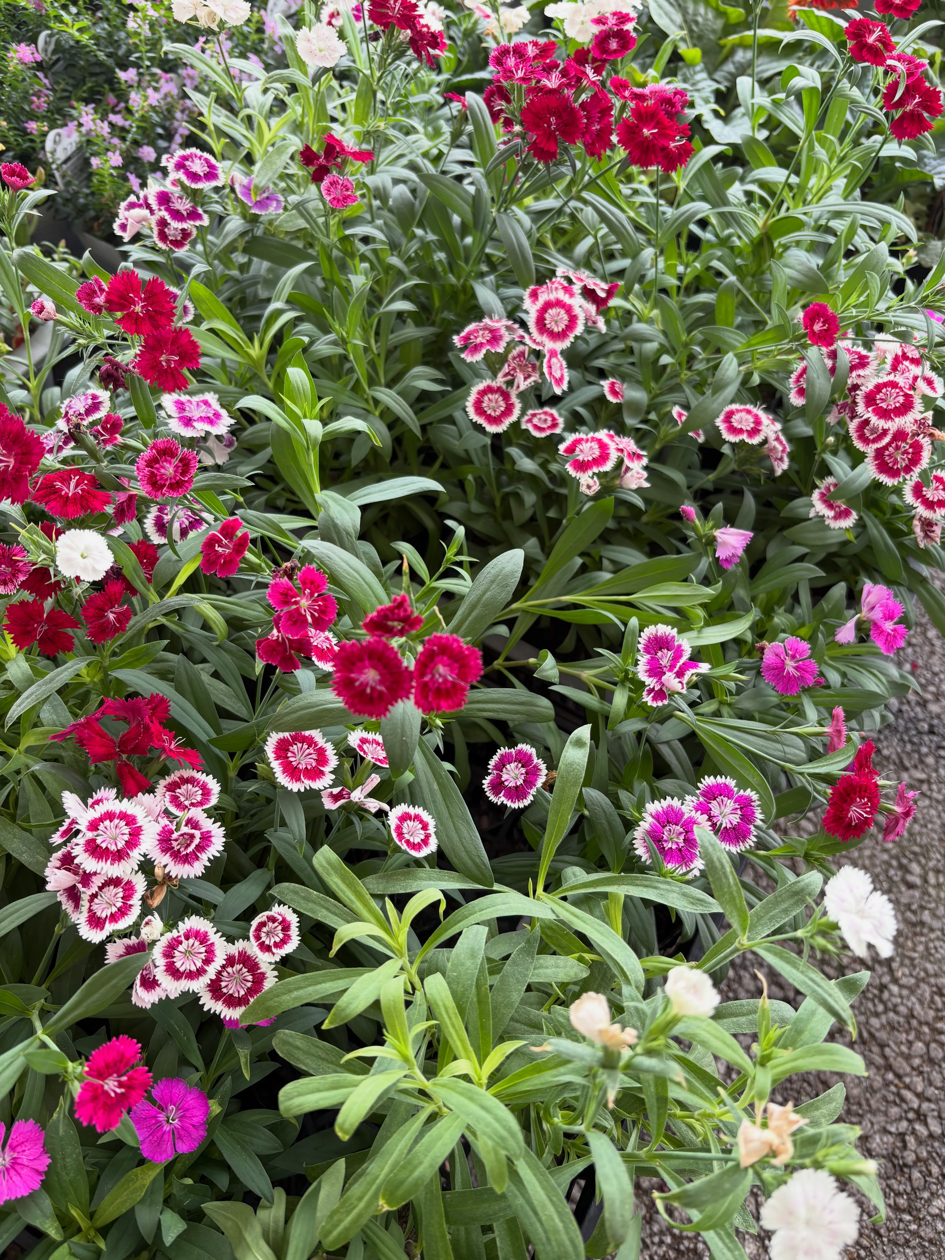 新入荷のお花・野菜苗のご紹介です🌱✨