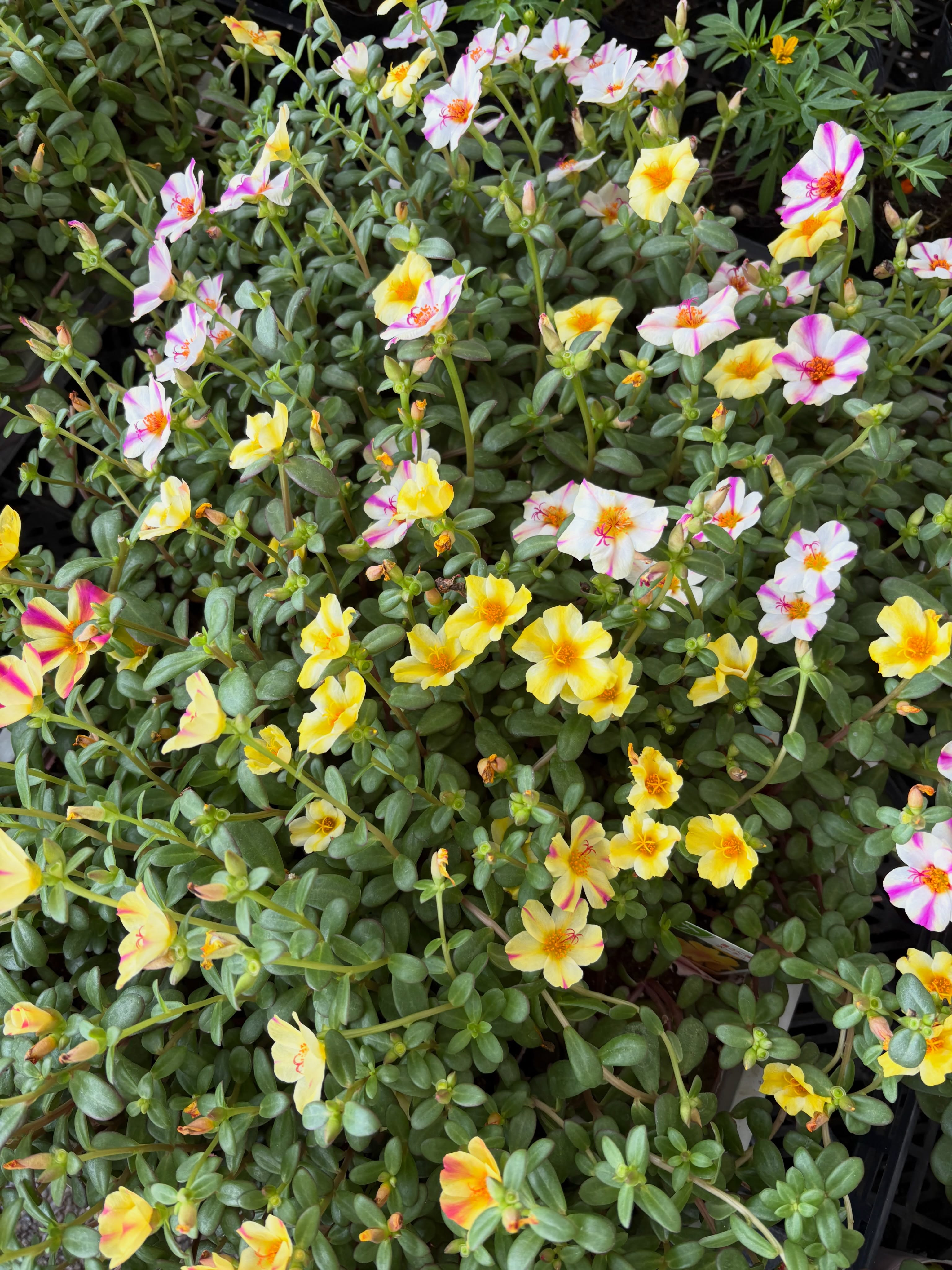 新入荷のお花・野菜苗のご紹介です🌱✨
