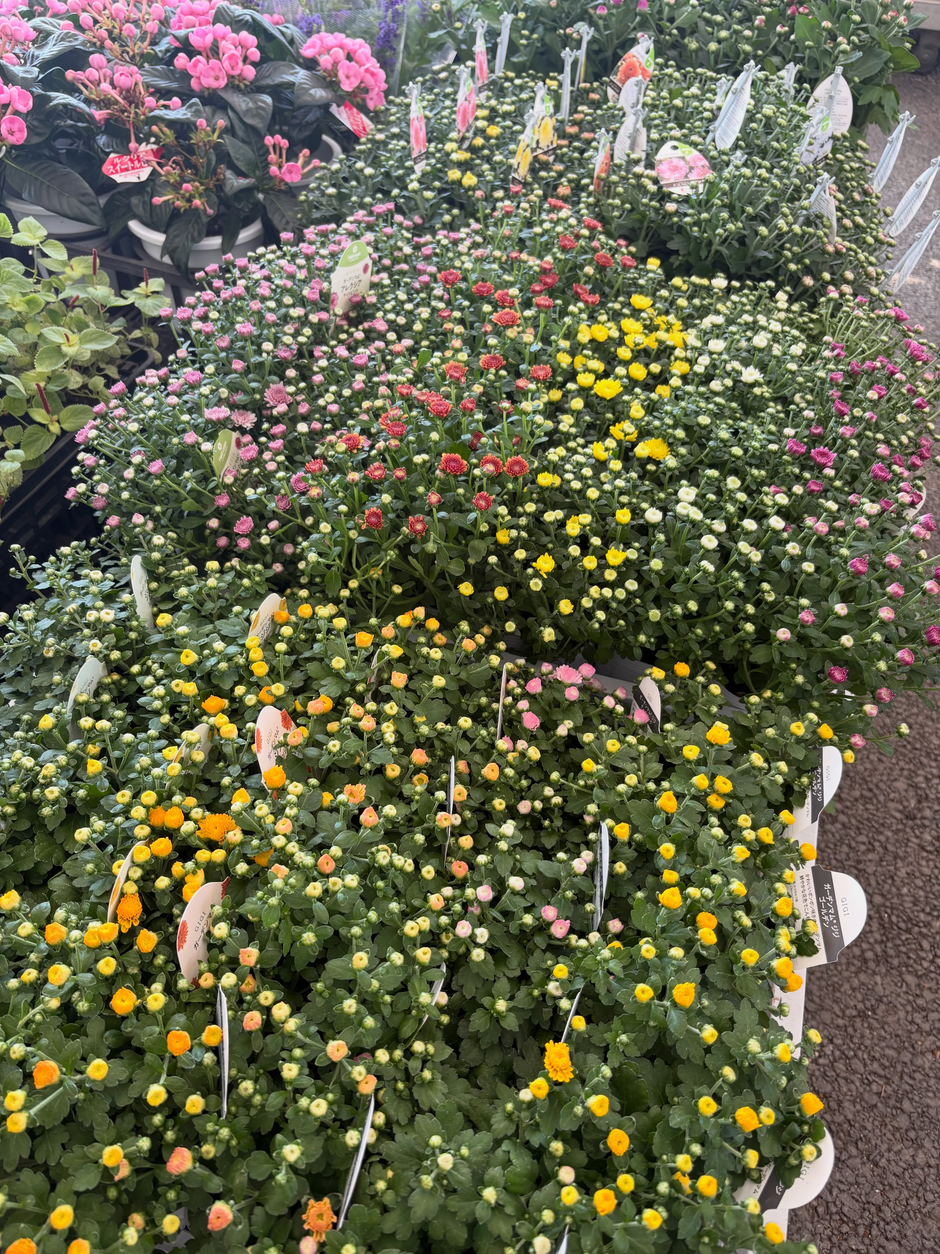 新入荷のお花・野菜苗のご紹介です🌱✨