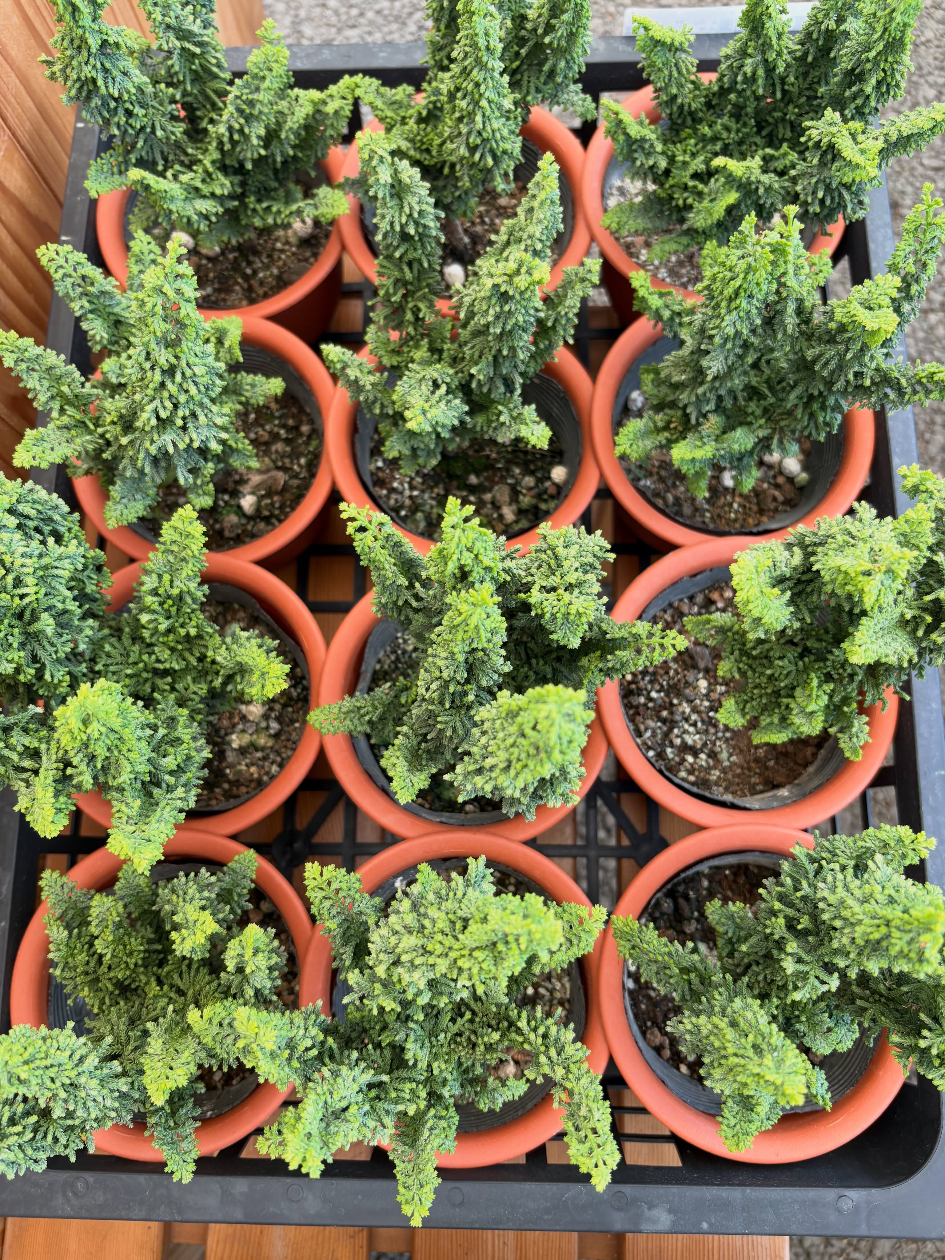 新入荷のお花・野菜苗のご紹介です🌱✨