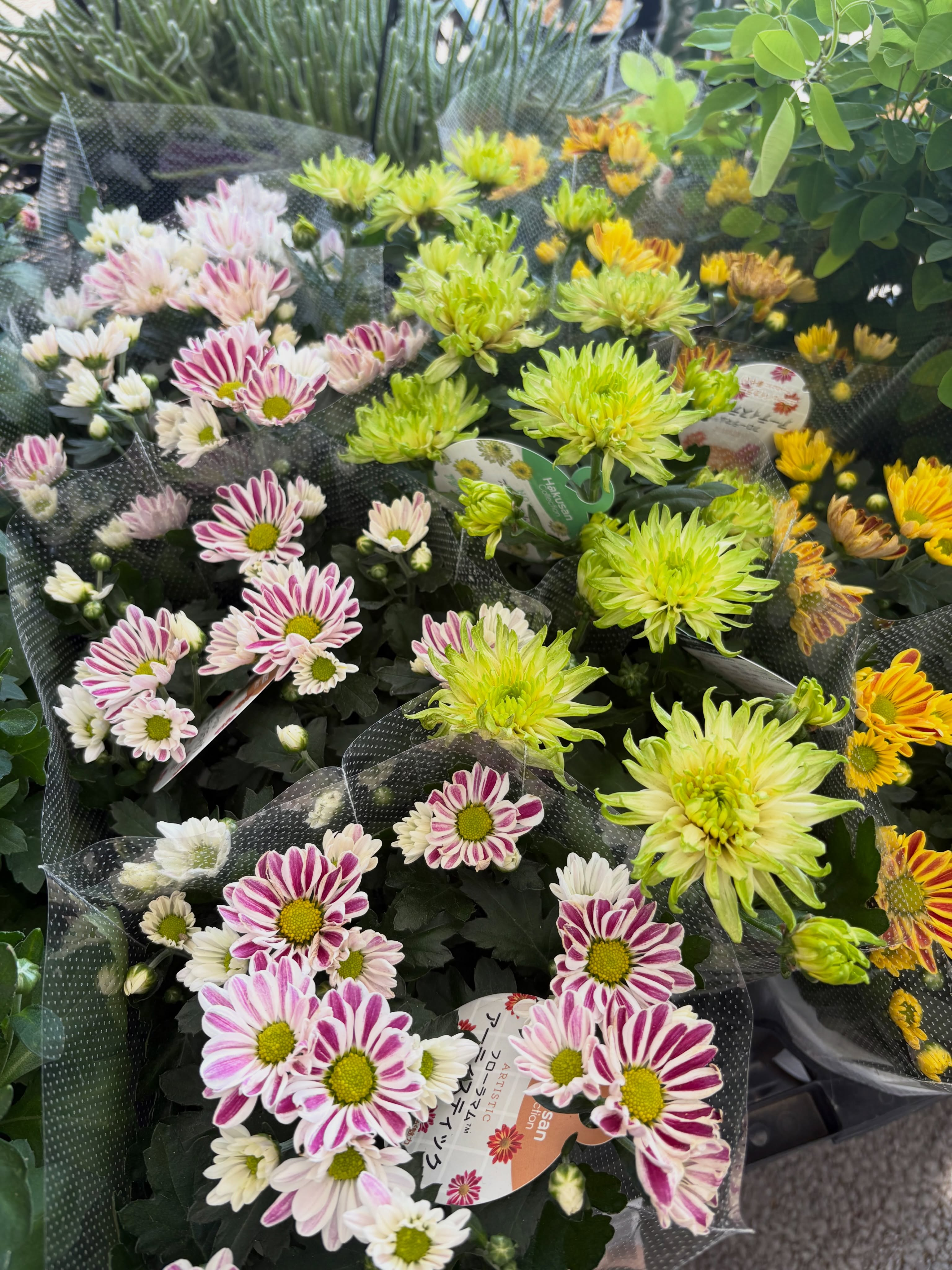新入荷のお花・野菜苗のご紹介です🌱✨