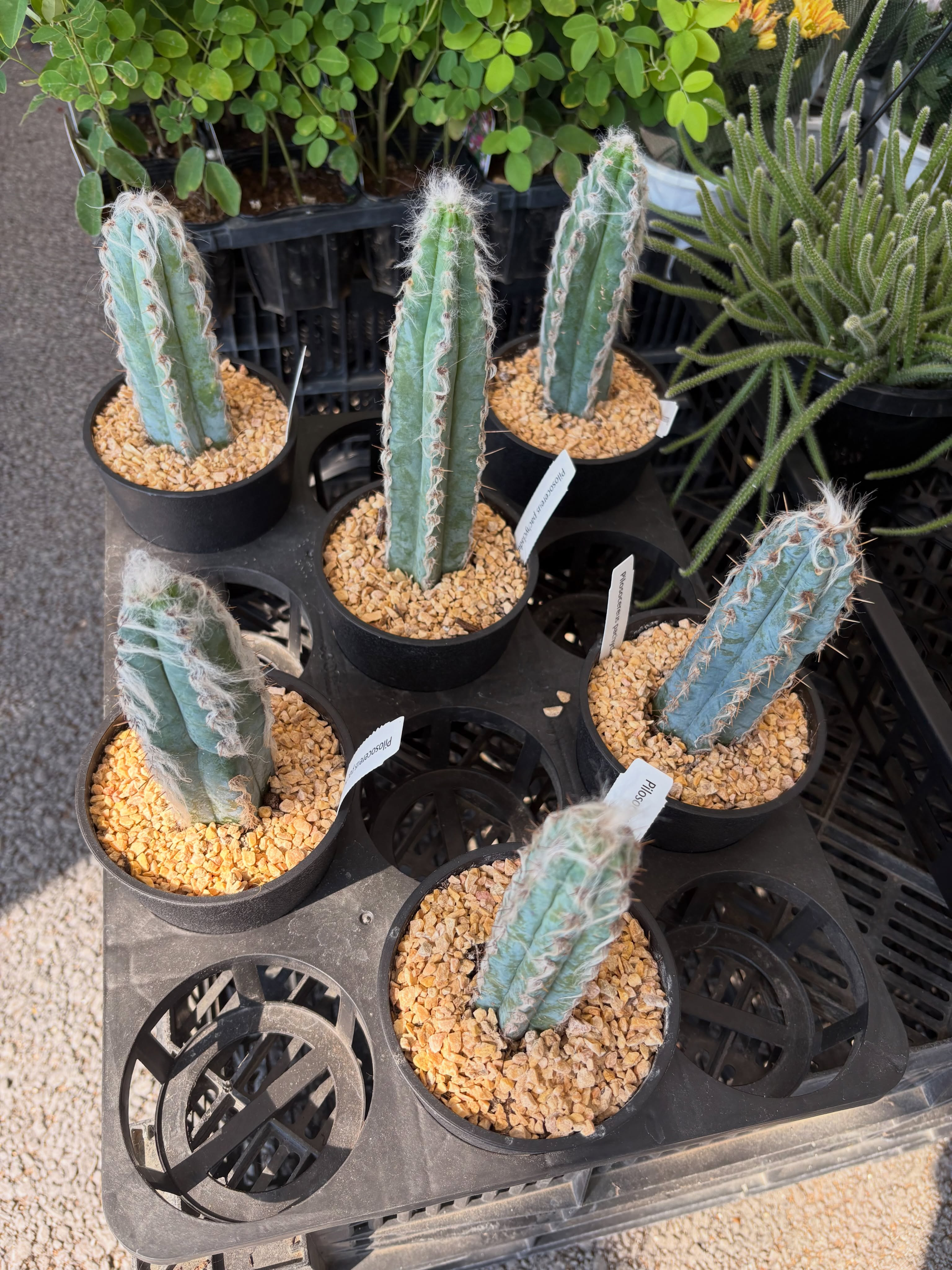 新入荷のお花・野菜苗のご紹介です🌱✨