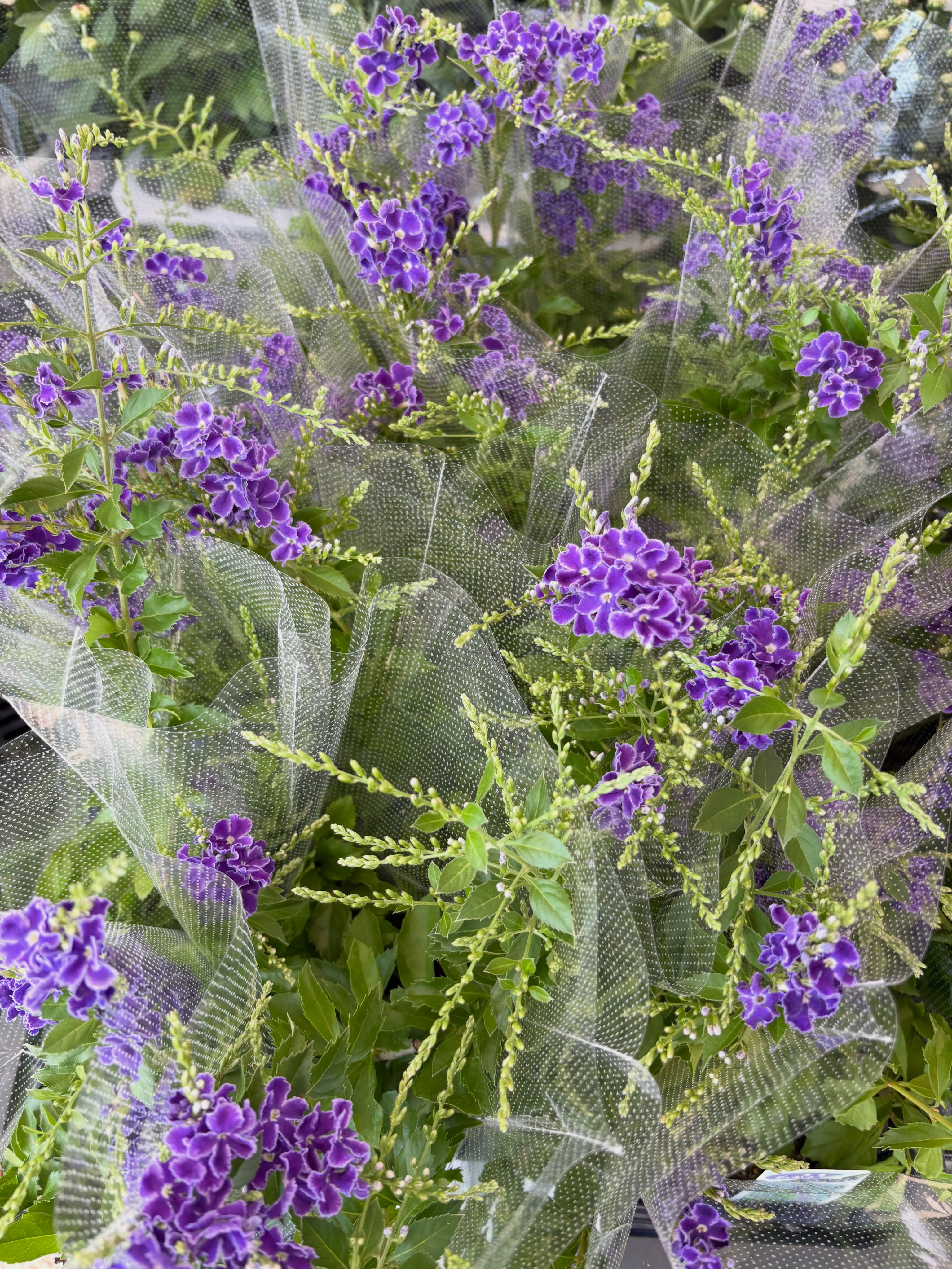 新入荷のお花・野菜苗のご紹介です🌱✨