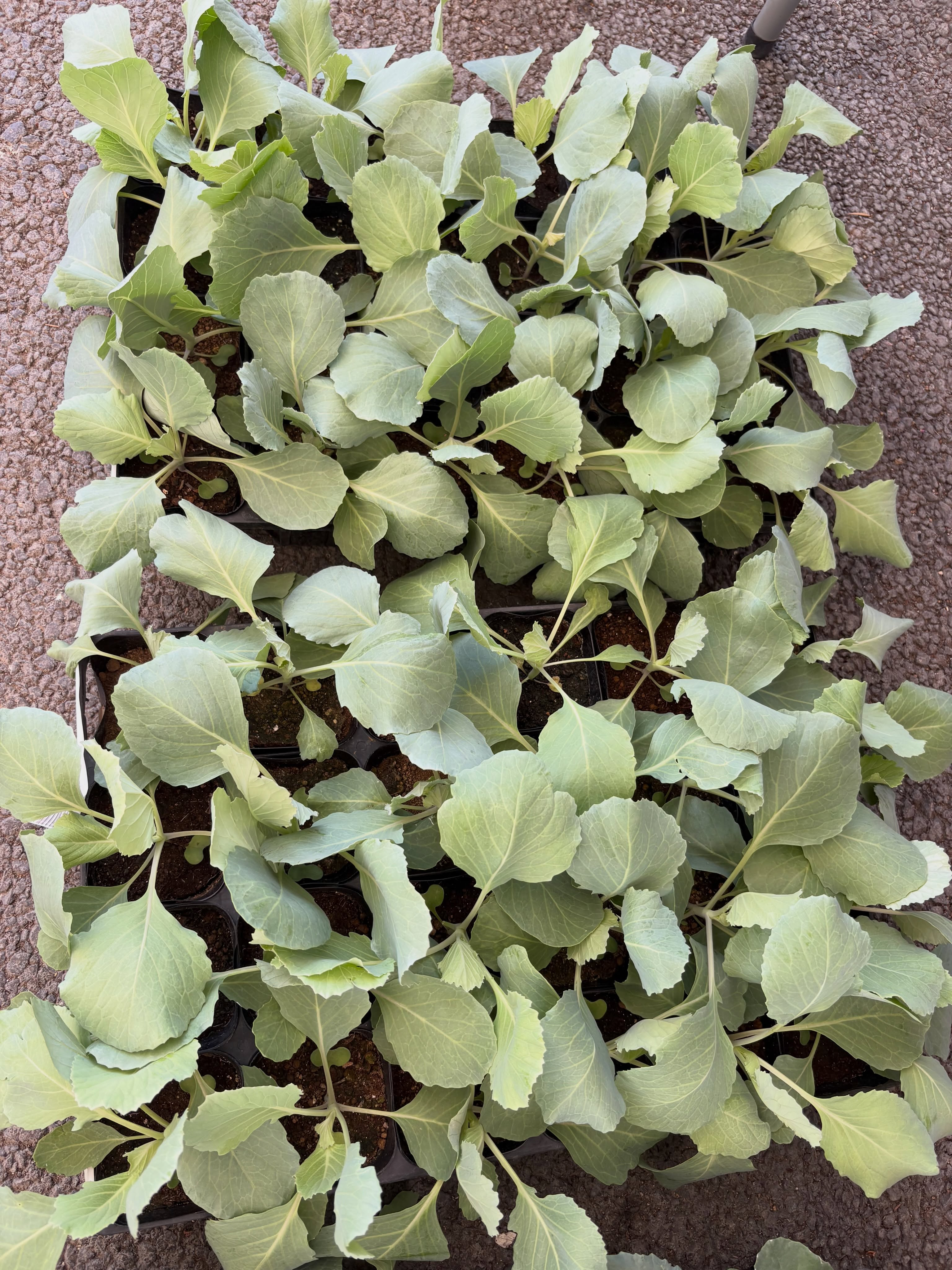 新入荷のお花・野菜苗のご紹介です🌱✨