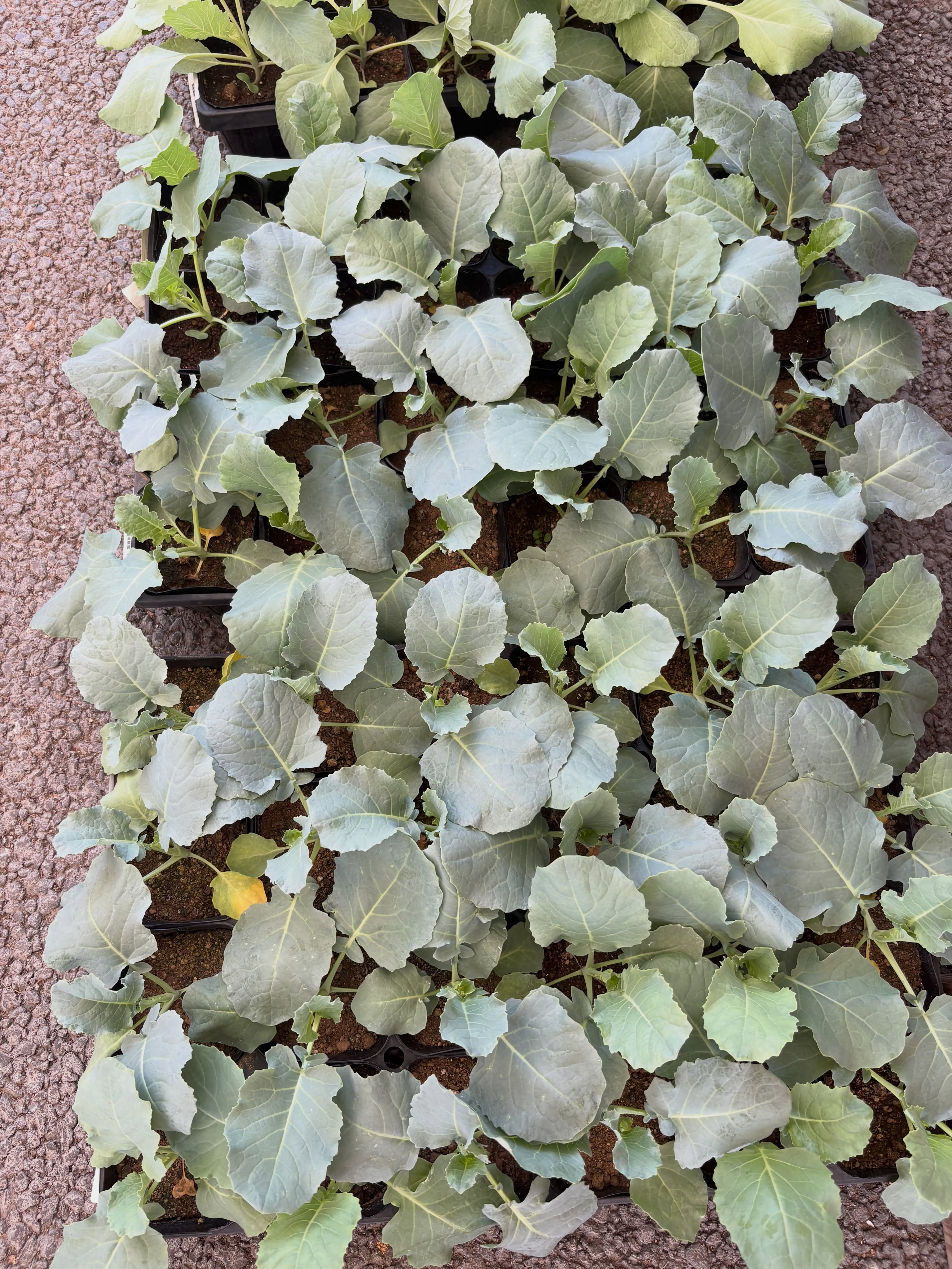 新入荷のお花・野菜苗のご紹介です🌱✨
