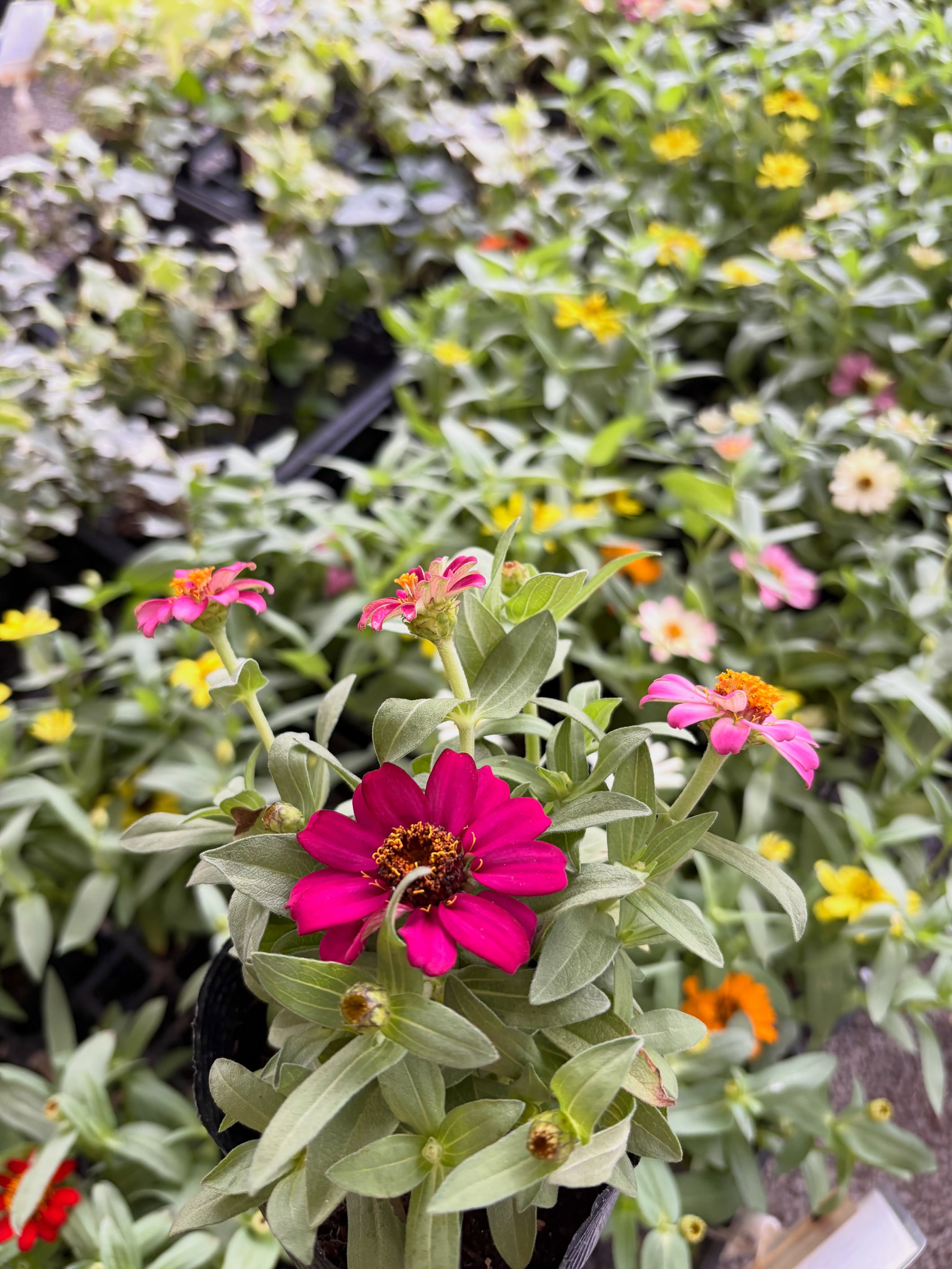 9月におすすめの花苗3選🌼✨