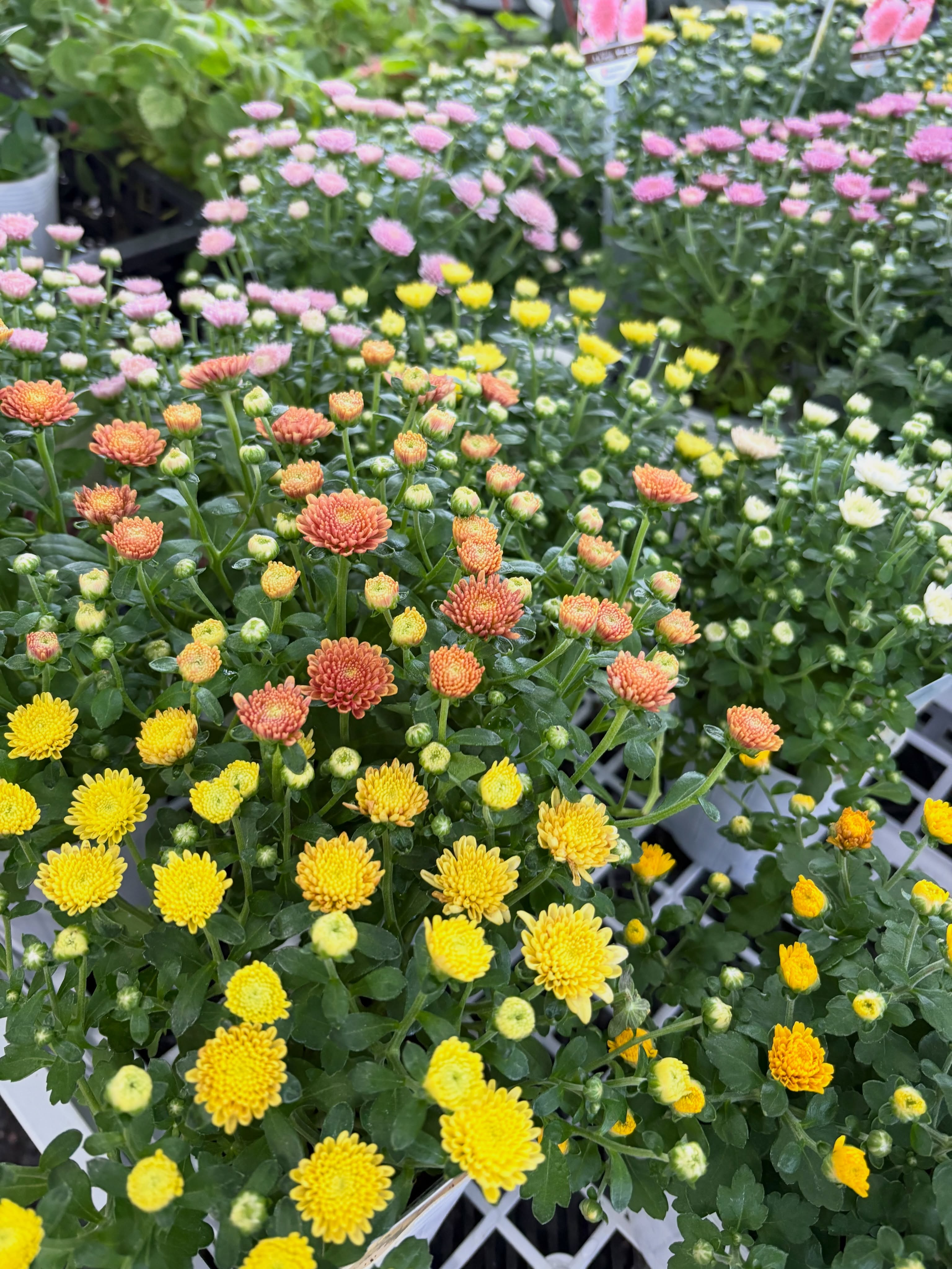 9月におすすめの花苗3選🌼✨