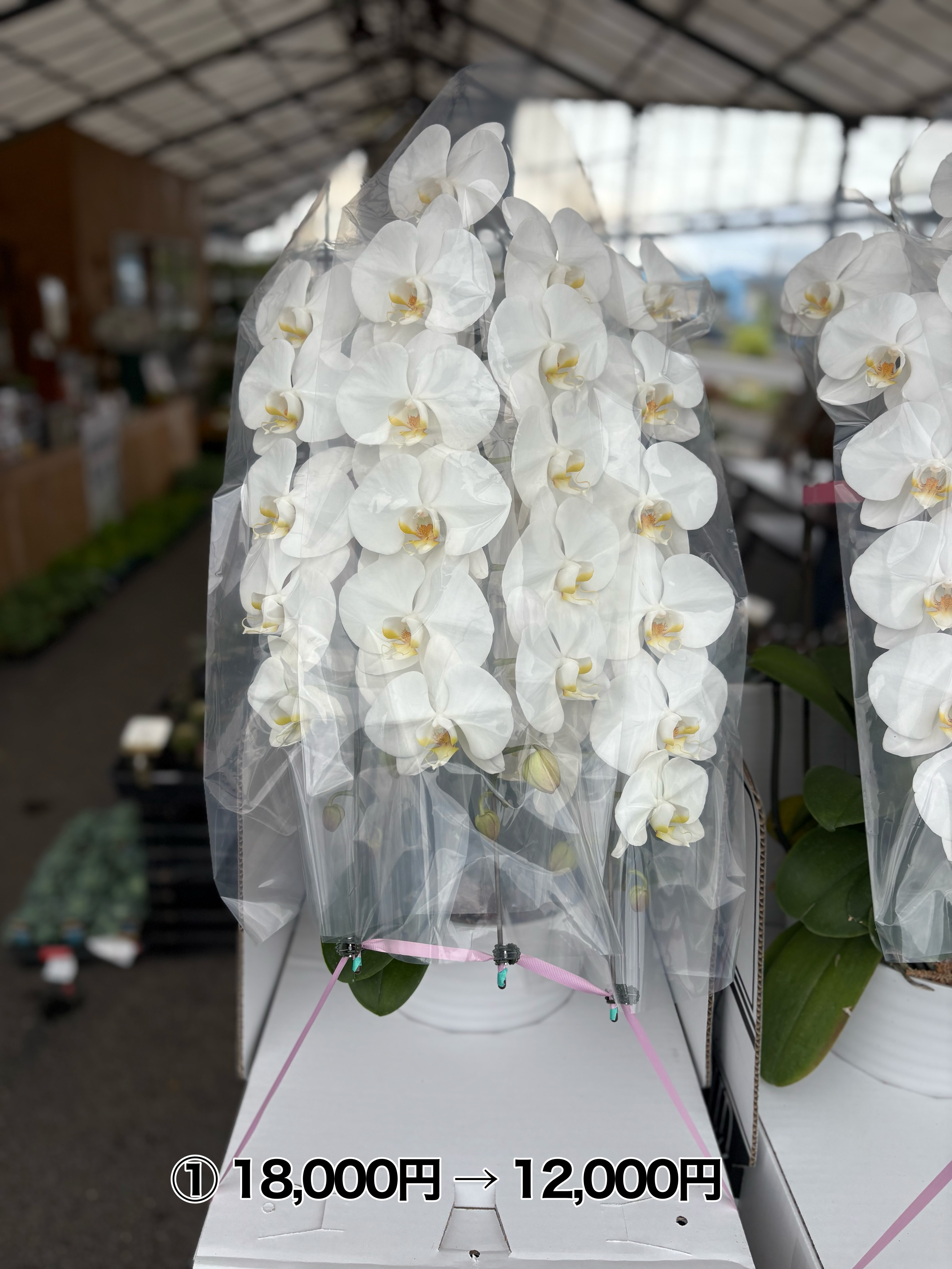 🌸 Instagramを見てくださった方限定! 🌸