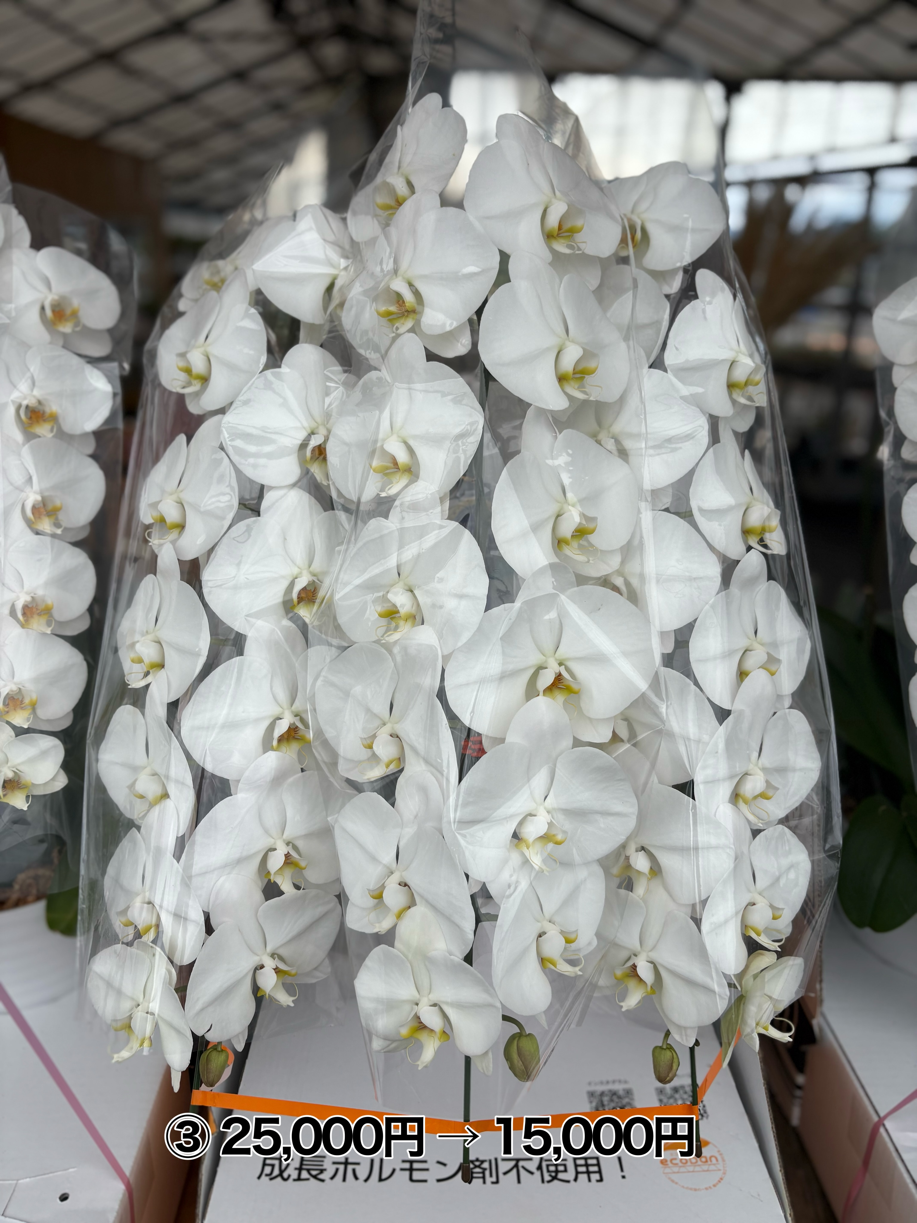 🌸 Instagramを見てくださった方限定! 🌸