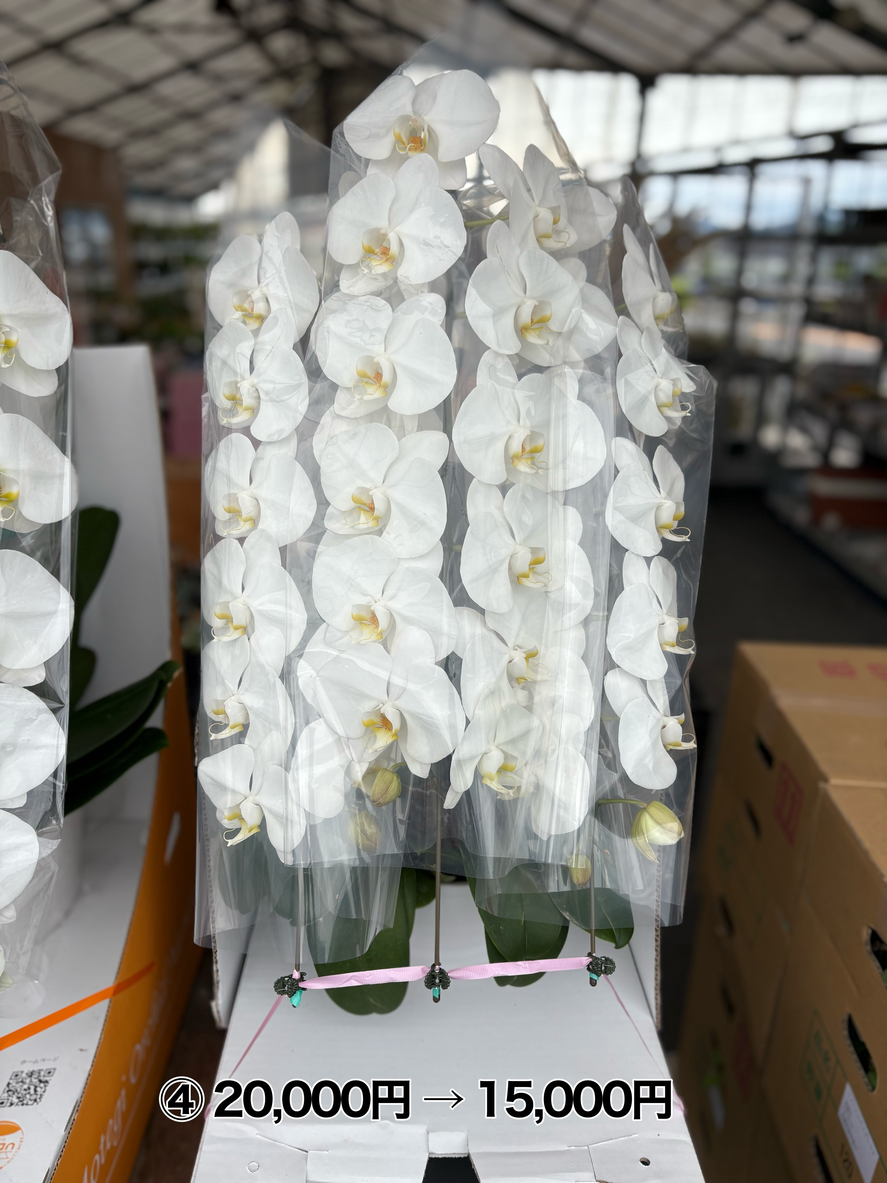 🌸 Instagramを見てくださった方限定! 🌸