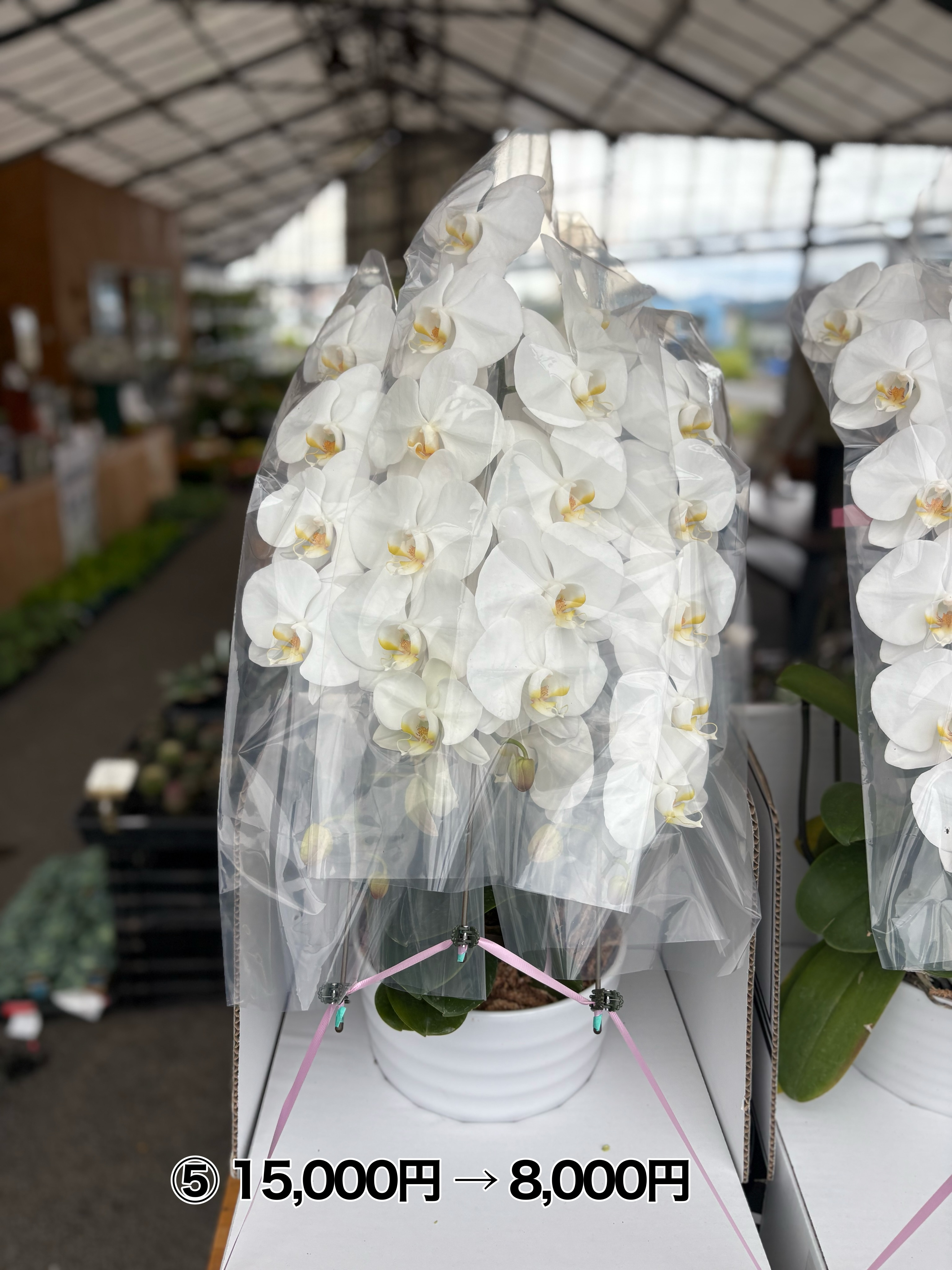 🌸 Instagramを見てくださった方限定! 🌸