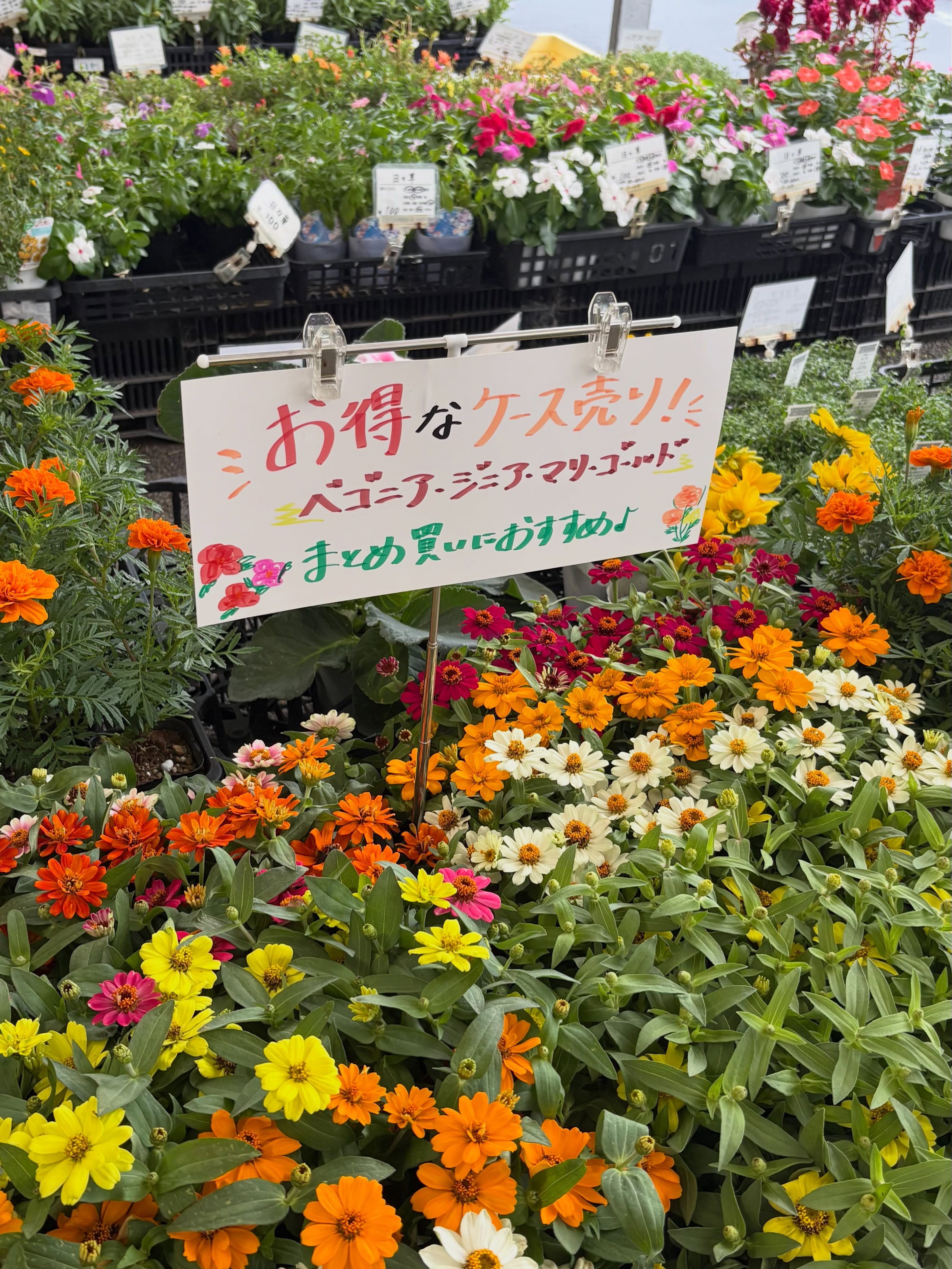 🌼お得なケース売り大特価🌼