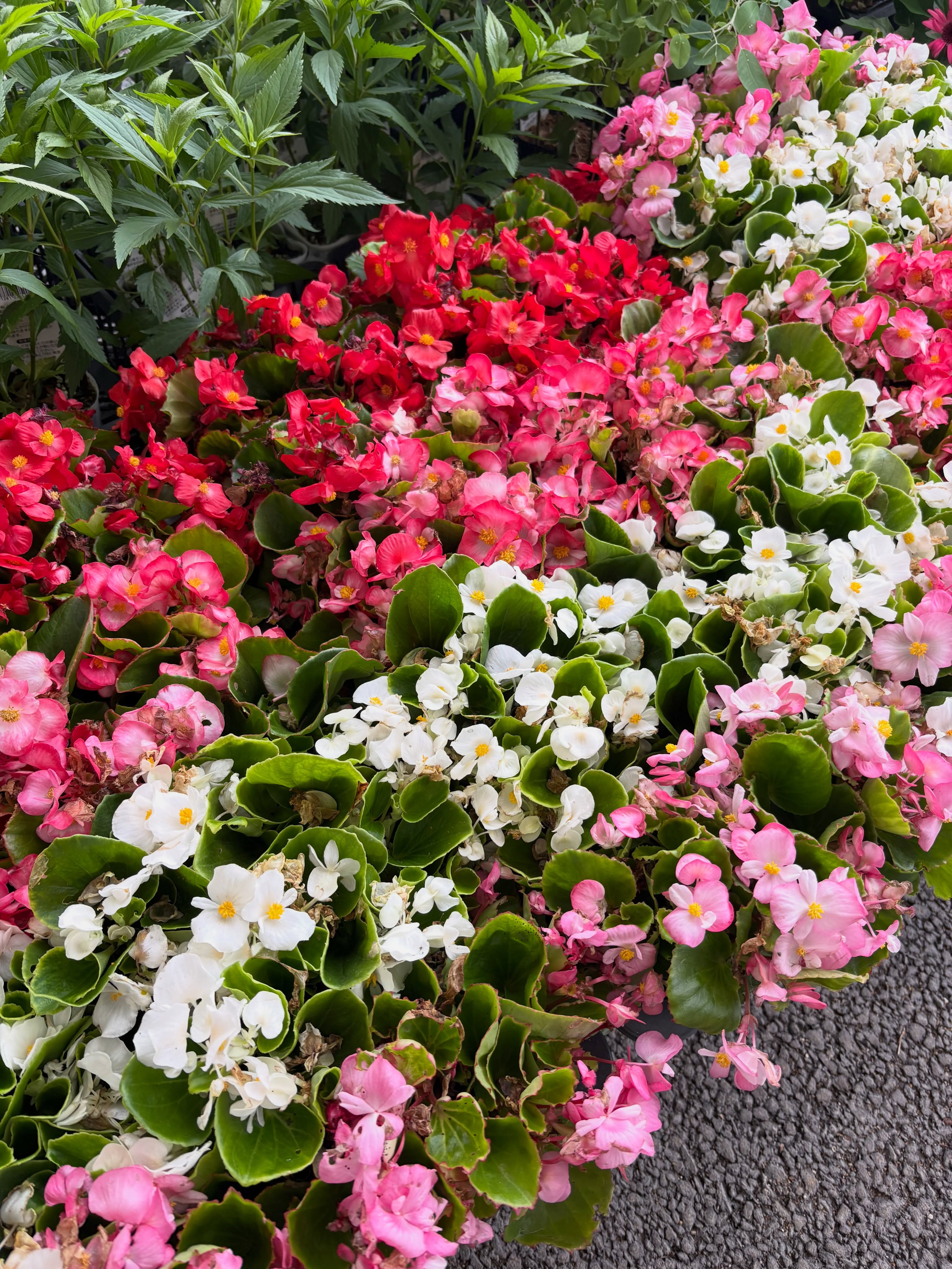 🌼お得なケース売り大特価🌼