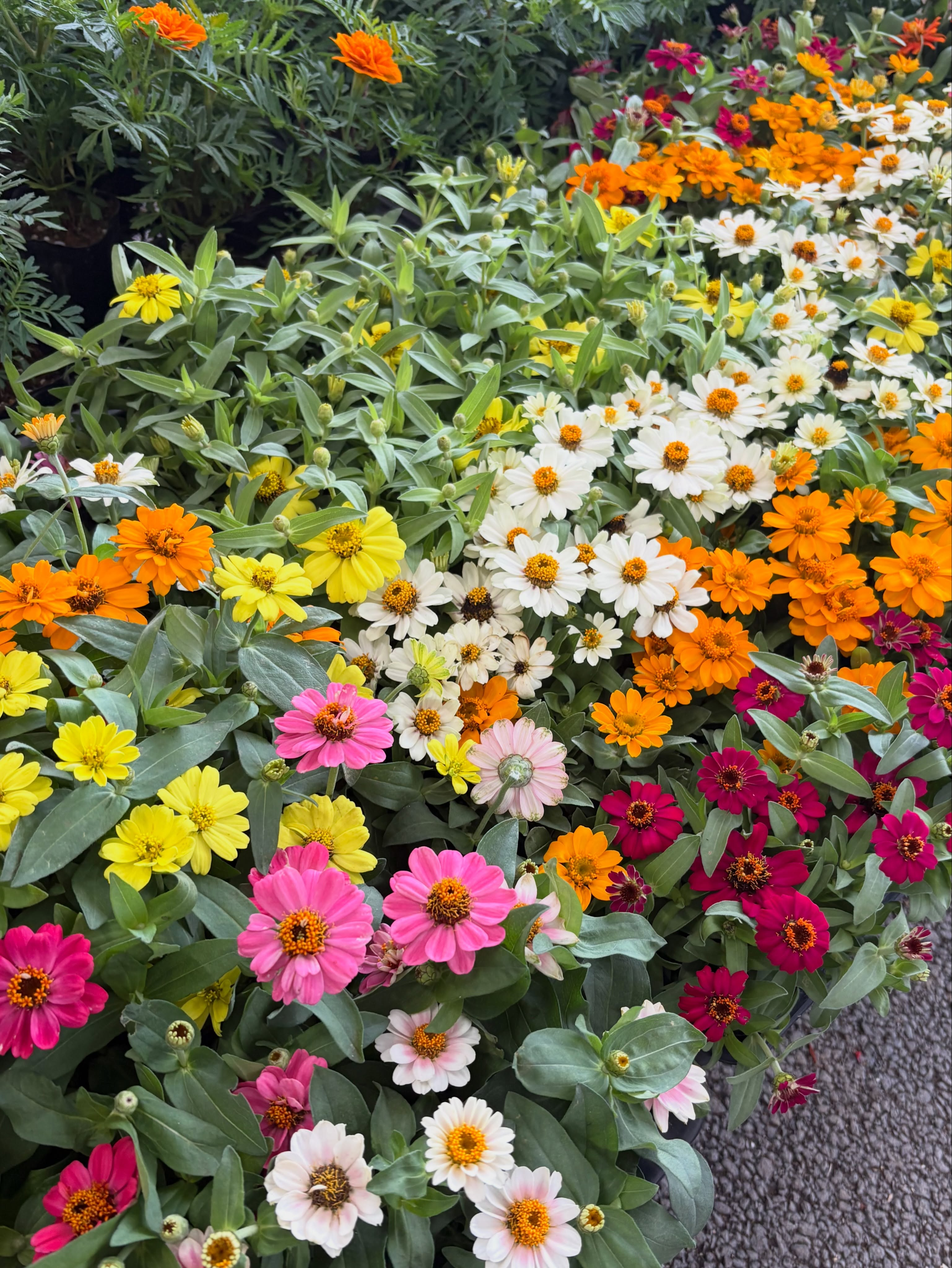 🌼お得なケース売り大特価🌼