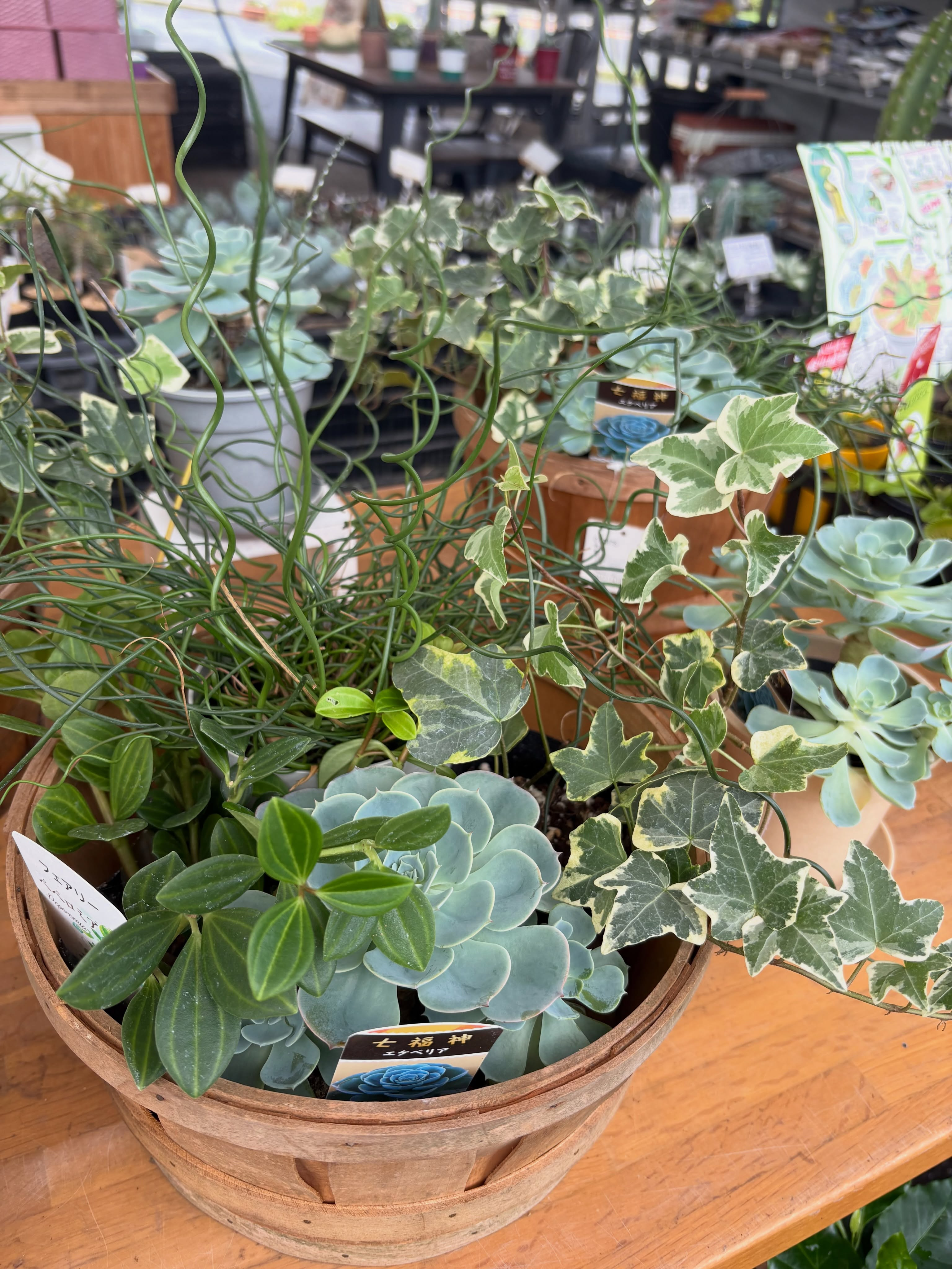 鉢カバー付き観葉植物や、寄せ植えセットなどいろいろ販売中です...
