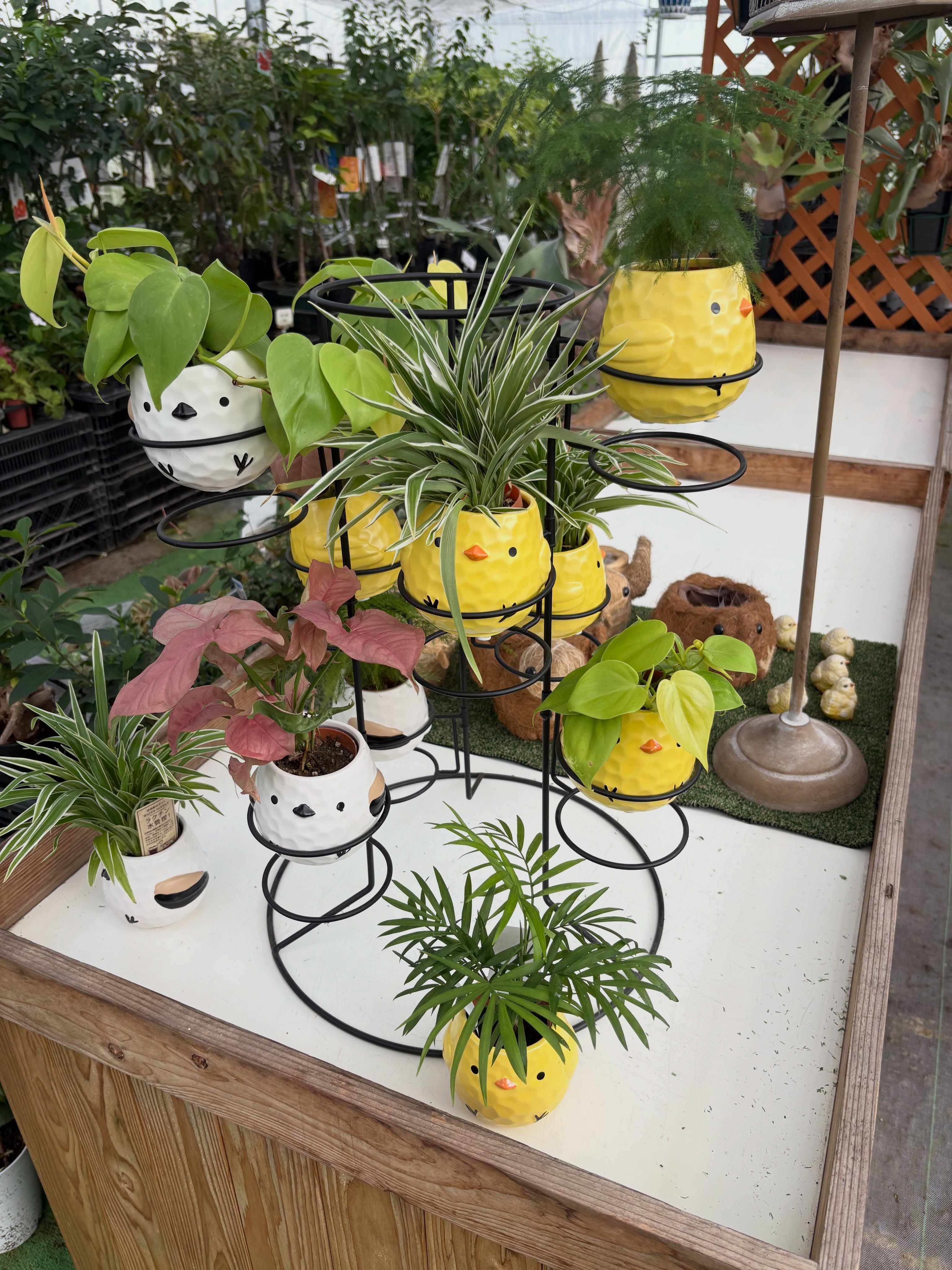 鉢カバー付き観葉植物や、寄せ植えセットなどいろいろ販売中です...