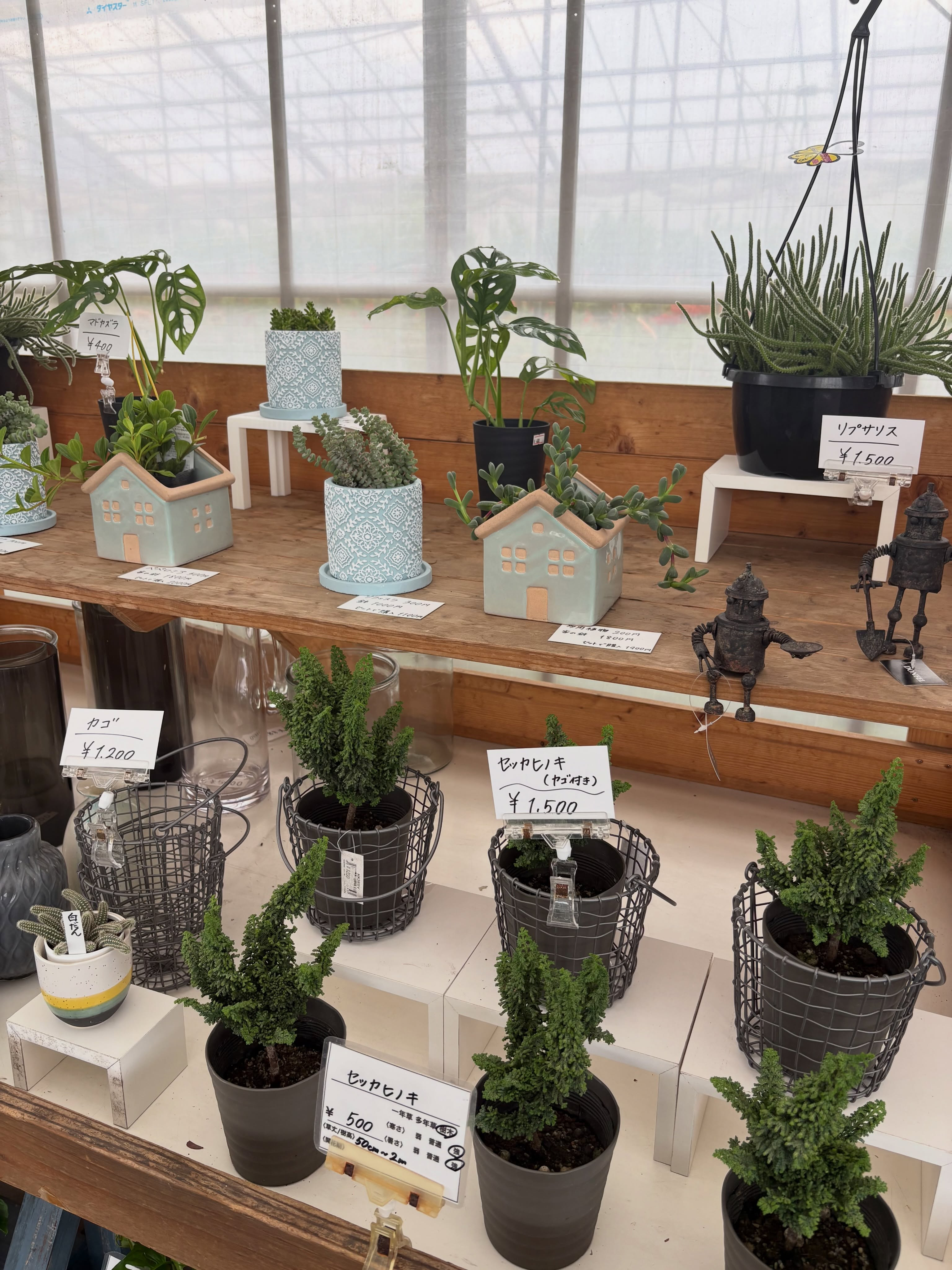 鉢カバー付き観葉植物や、寄せ植えセットなどいろいろ販売中です...