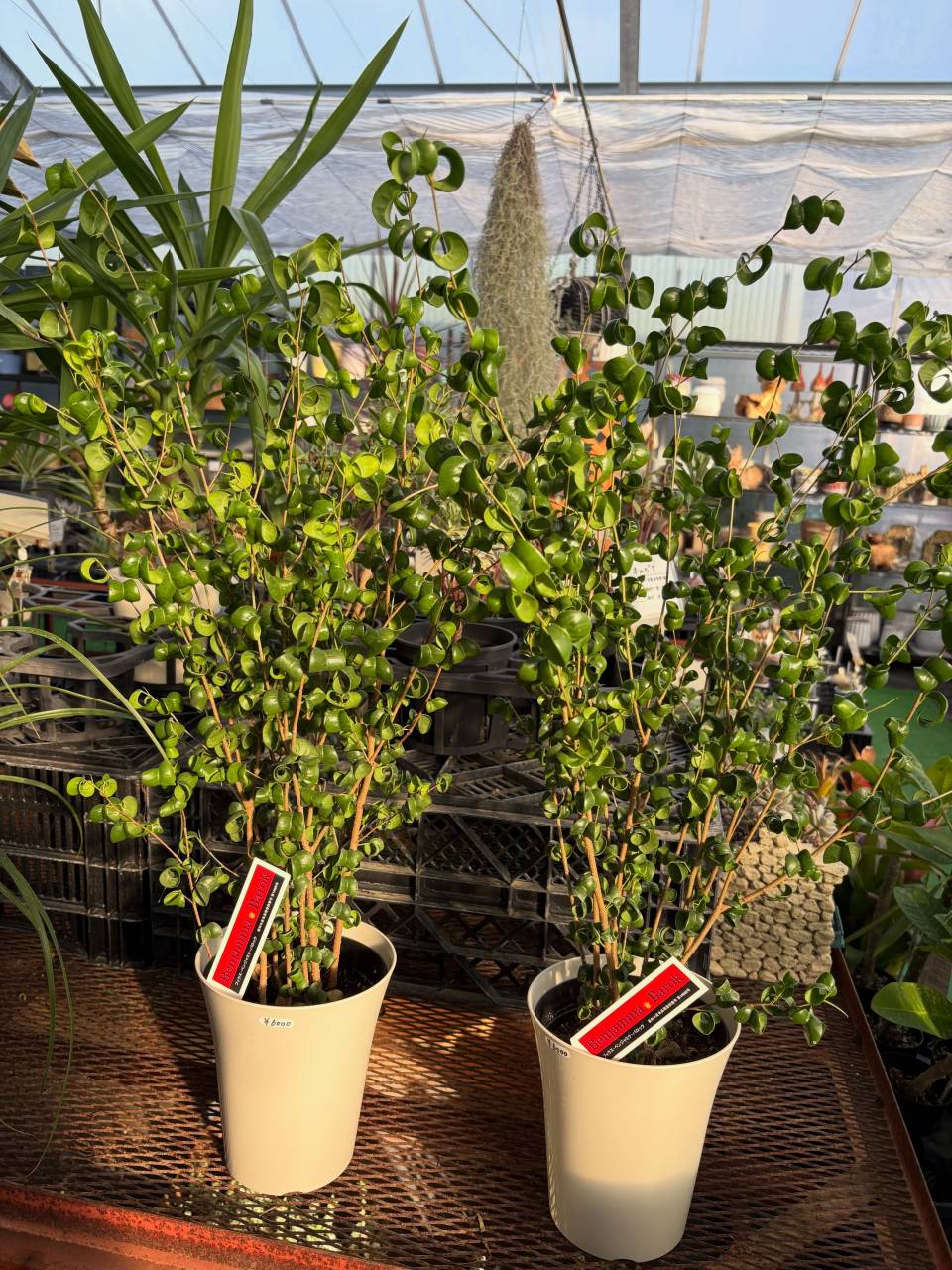 🌿 観葉植物がたくさん入荷しています！