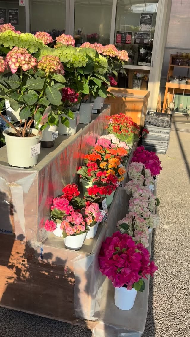 🌿紫陽花フェア開催中🌿