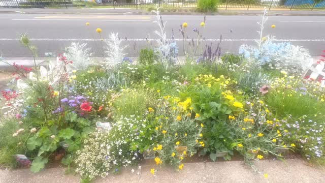 花壇のお花が元気に生い茂って来ました！🌼