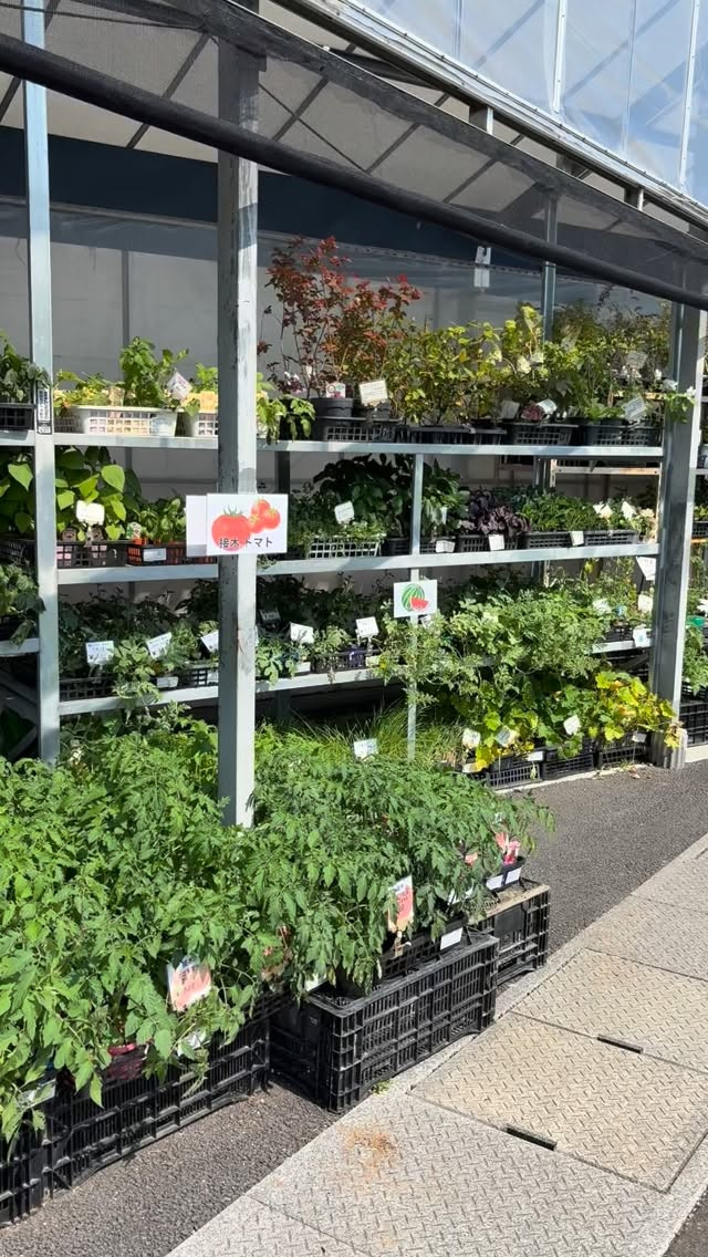 野菜苗がたくさん入荷しております🌱